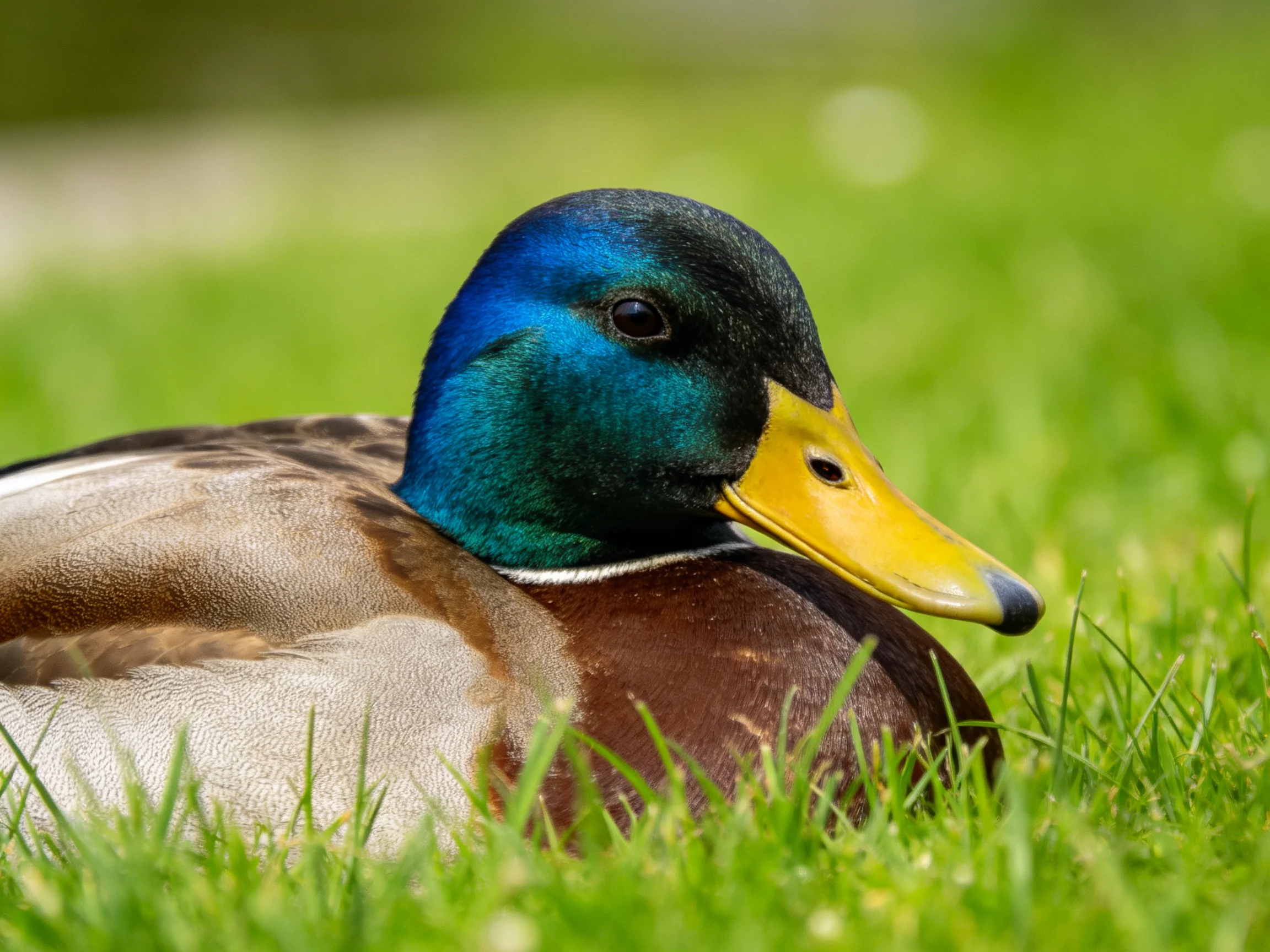 A vibrantly colored mallard duck resting on lush green grass