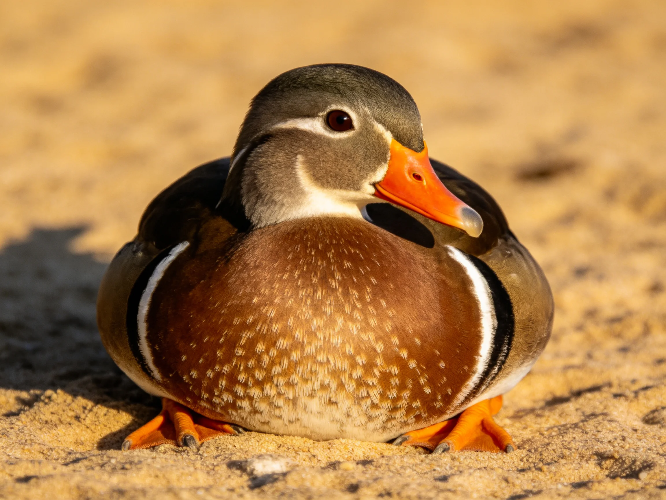 A vibrantly colored mandarin duck rests on golden sand