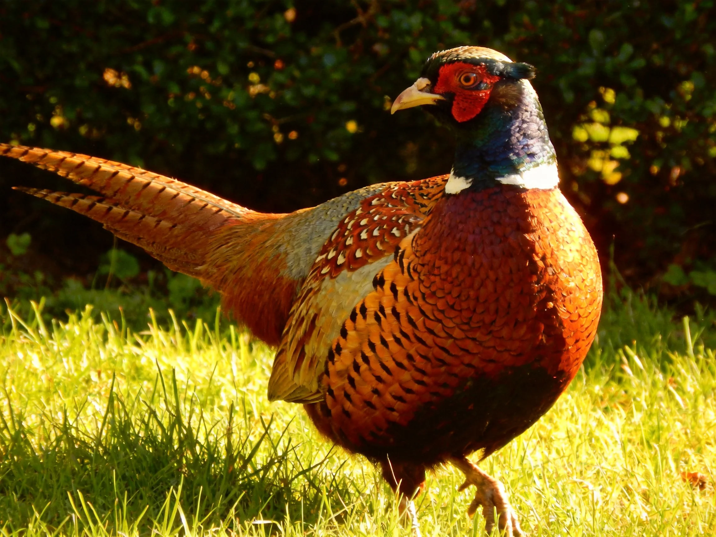 A vibrantly colored pheasant stands amidst lush green grass