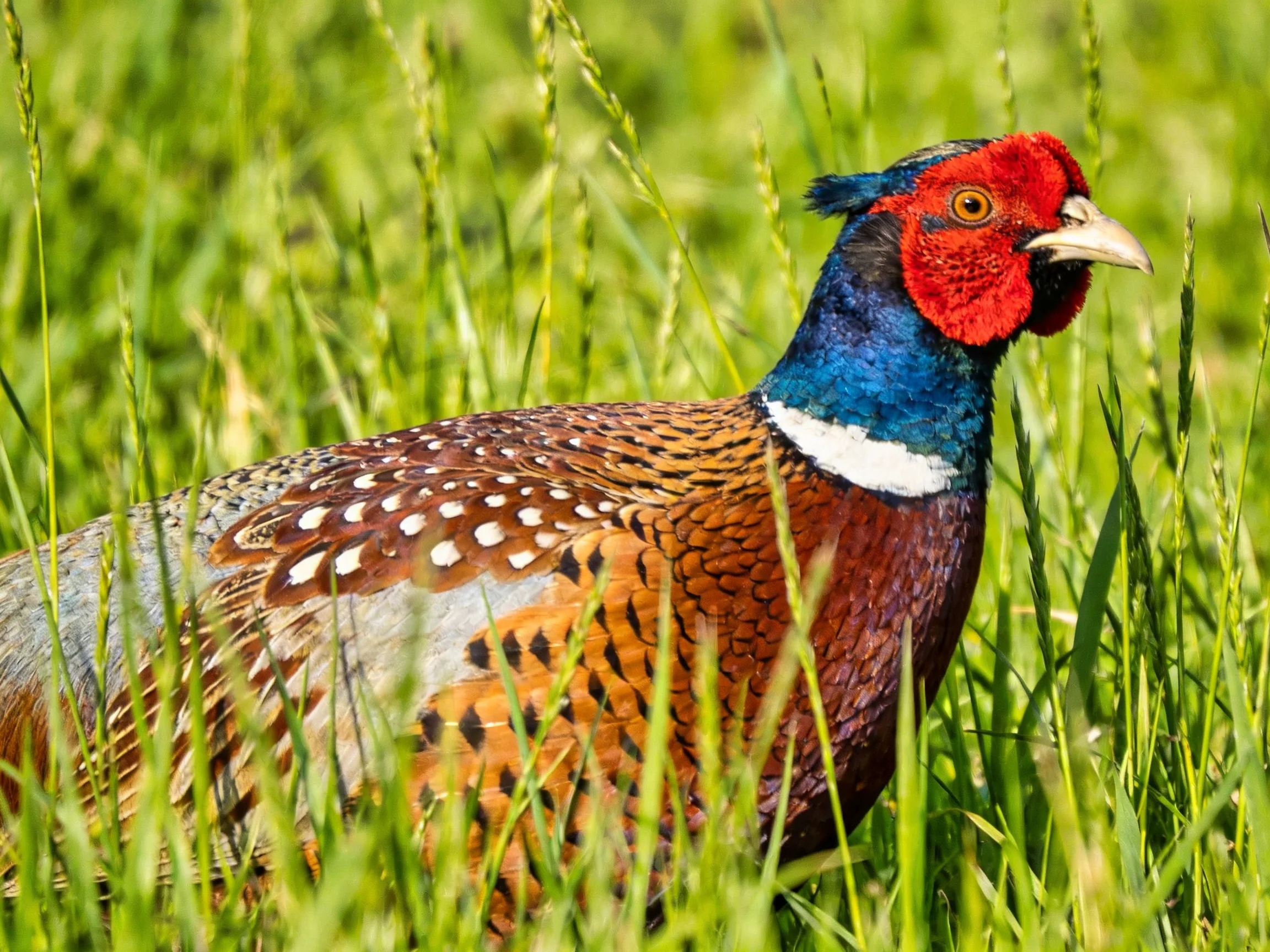 A vibrantly colored pheasant with multicolored plumage among tall green grass