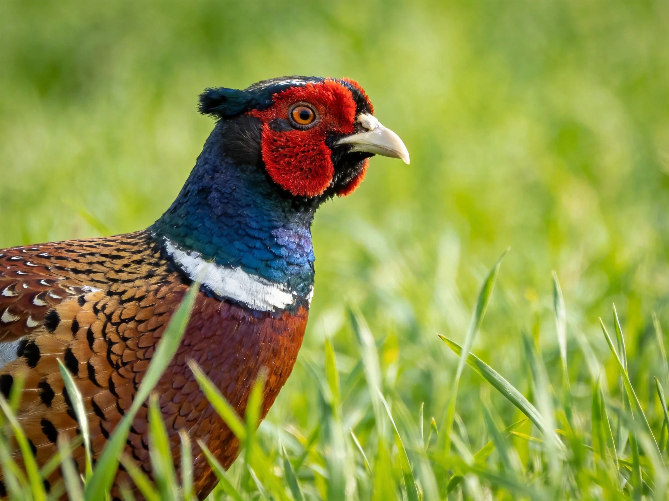 A vibrantly colored pheasant with red, blue, and brown plumage stands amid lush green grass