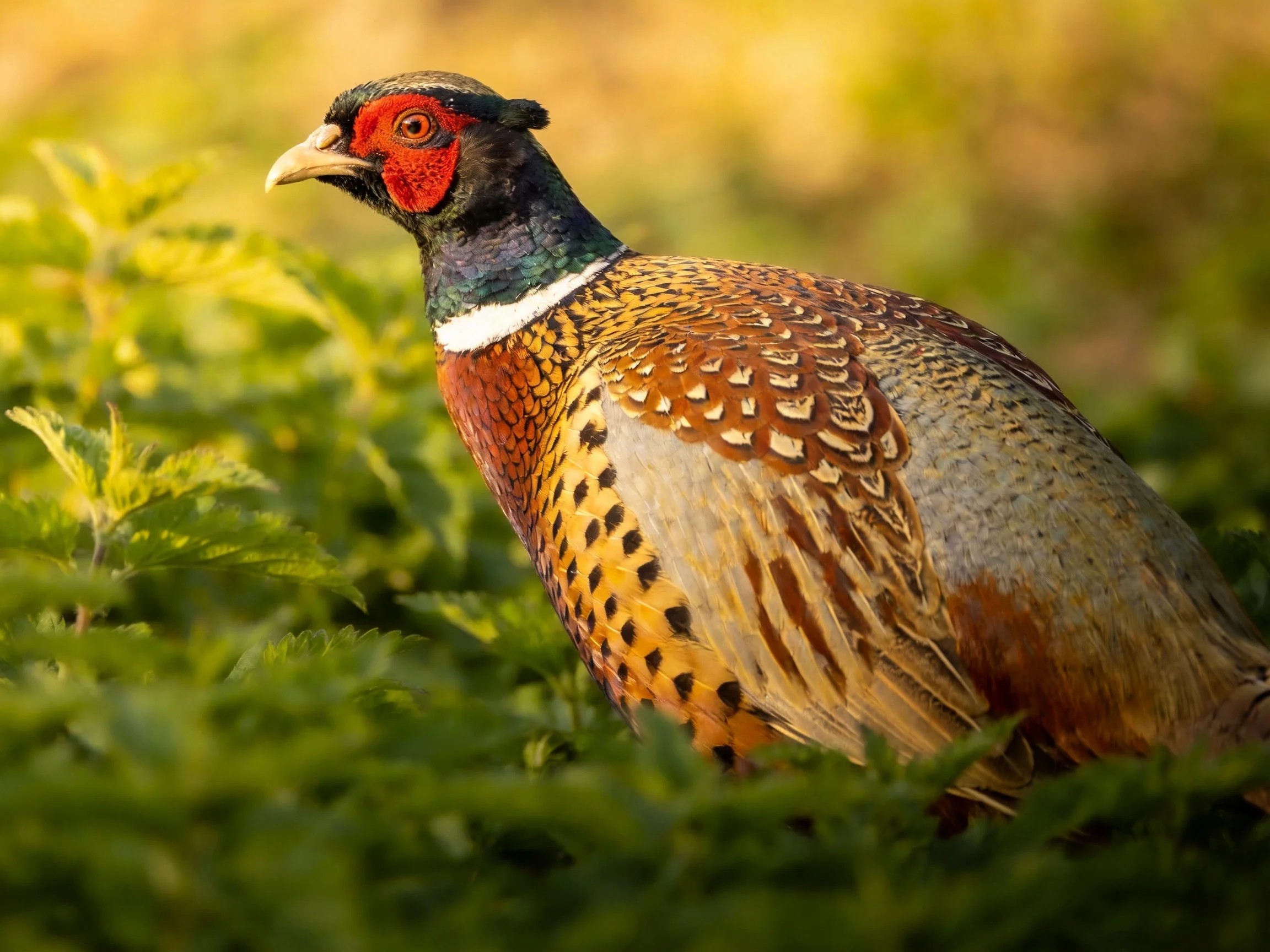 A vibrantly colored pheasant with red facial markings among dense green vegetation