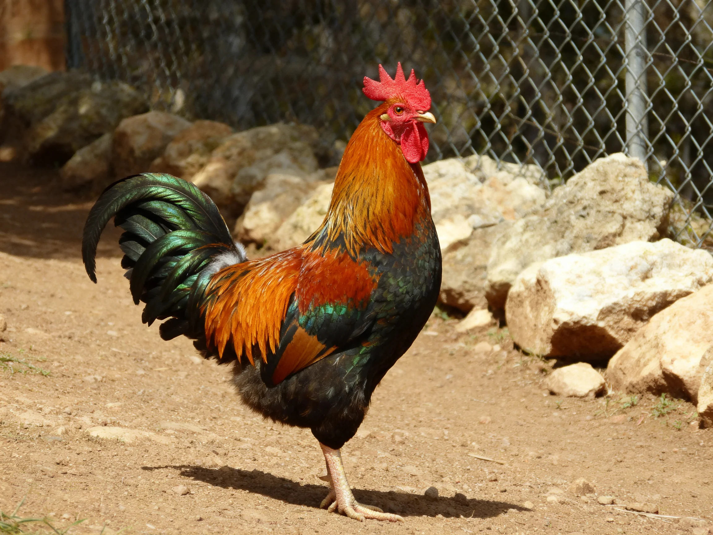 A vibrantly colored rooster stands on dirt near rocks and a chain-link fence