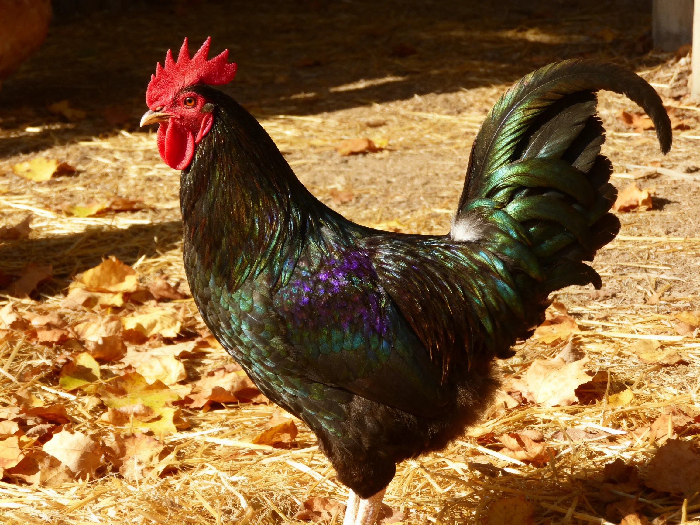 A vibrantly colored rooster stands on straw-covered ground amid scattered autumn leaves
