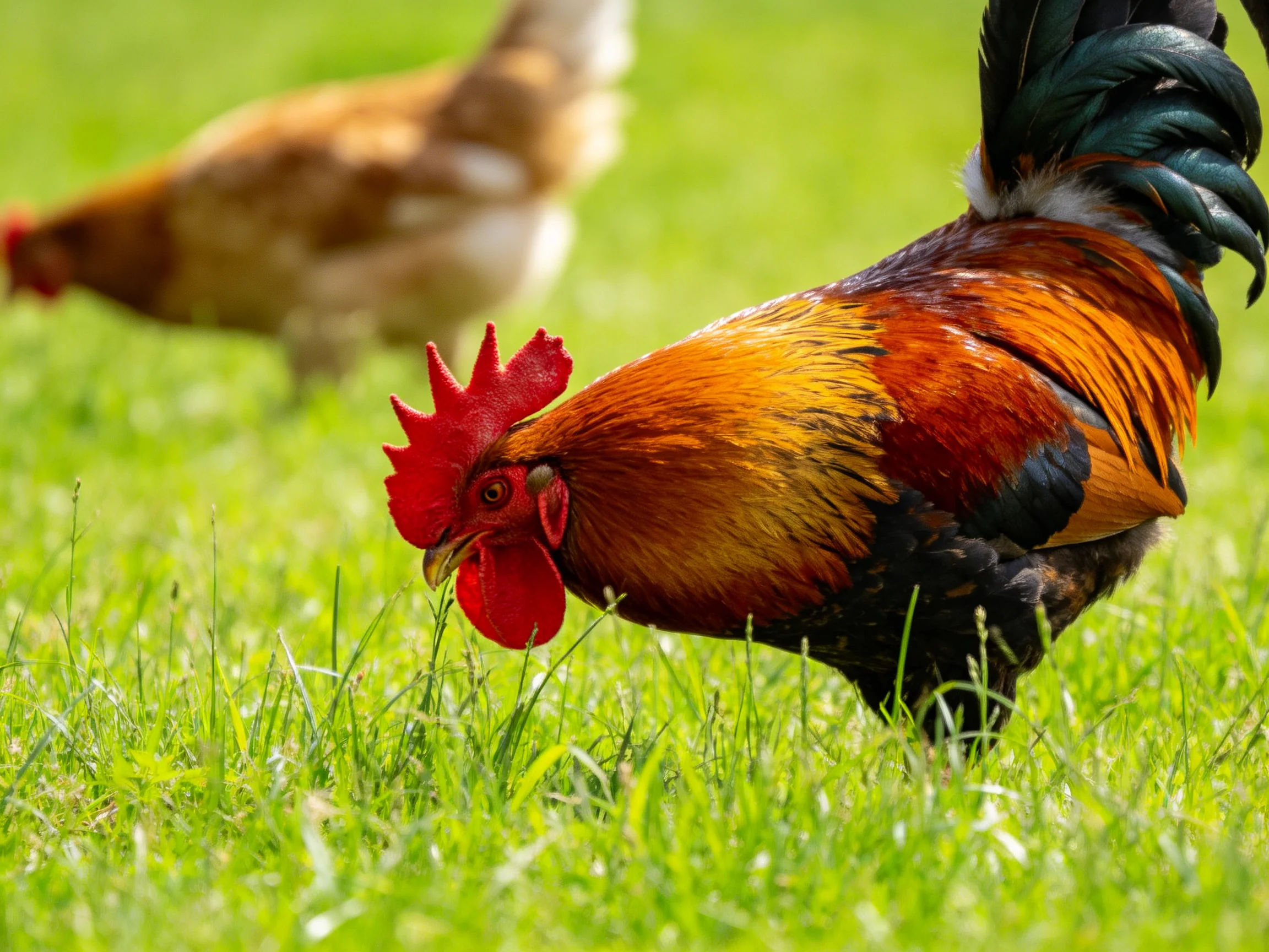 A vibrantly colored rooster with red comb forages in lush green grass, brown hen in distance.