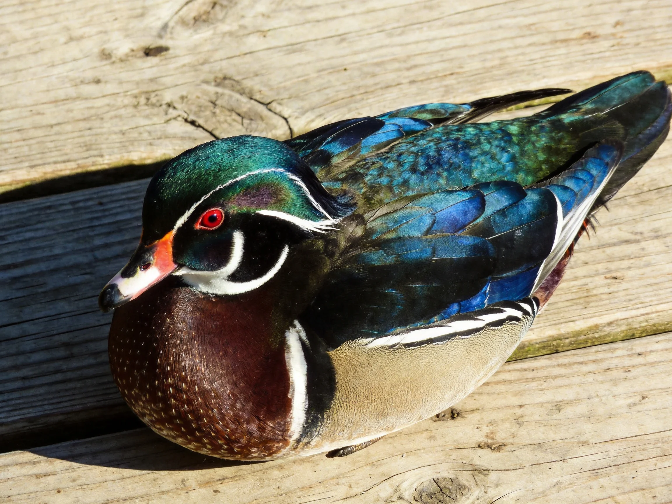 A vibrantly colored wood duck rests on weathered wooden planks