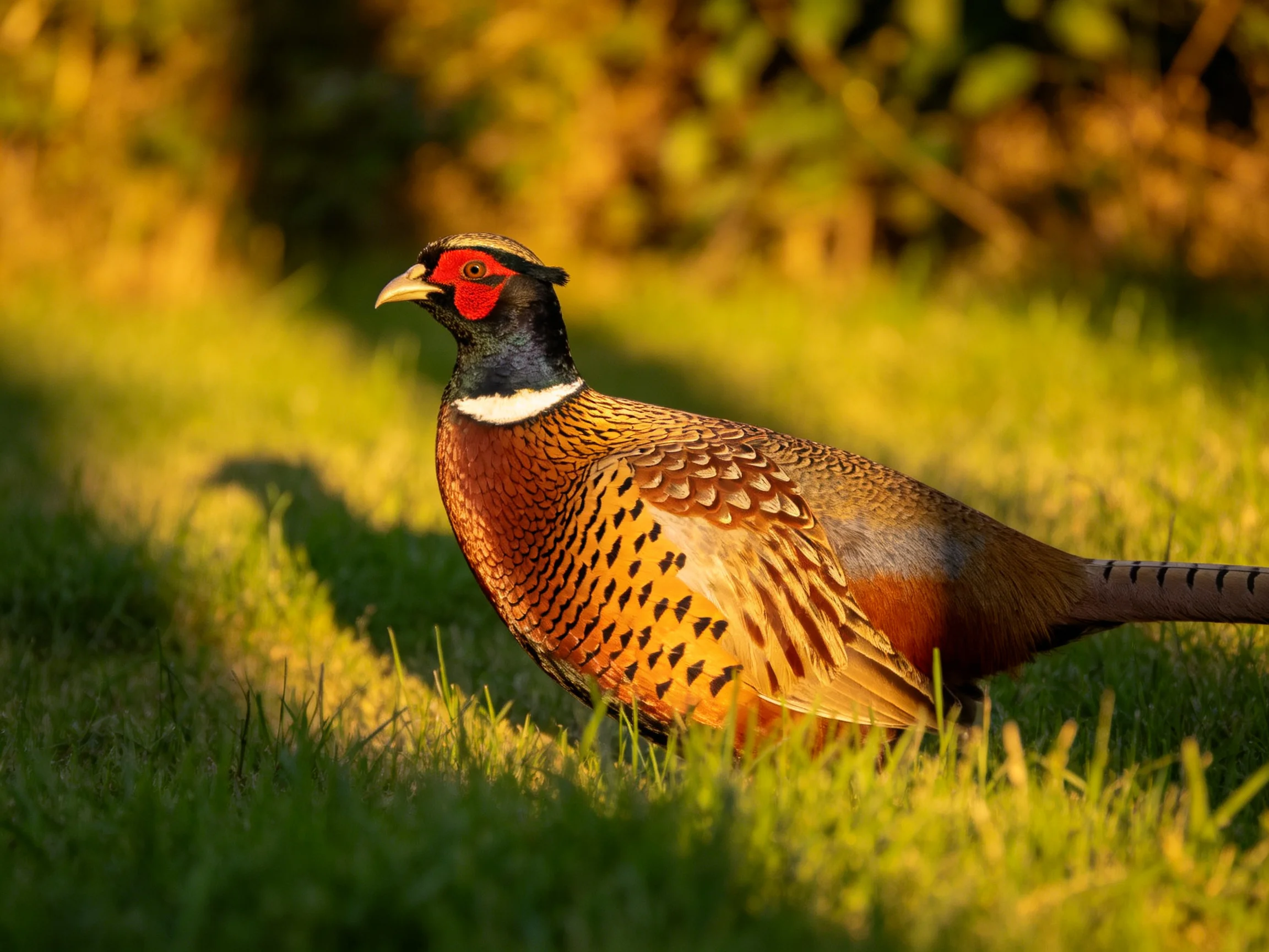 A vibrantly patterned pheasant stands in golden-hour grassland