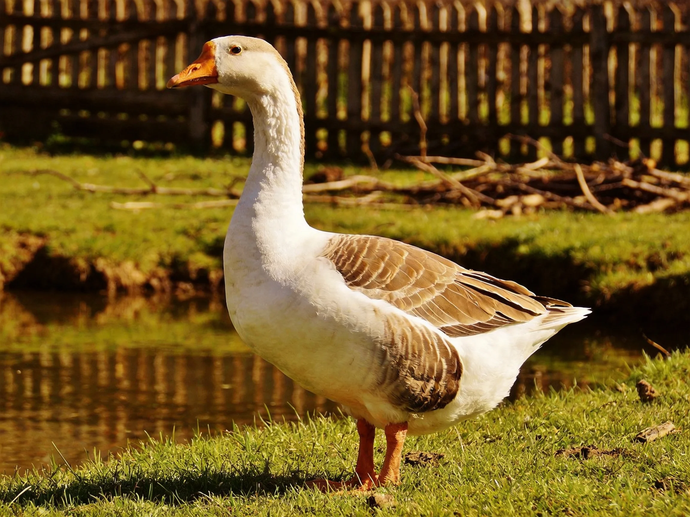 A white and brown goose with an orange beak near a wooden fence by a pond