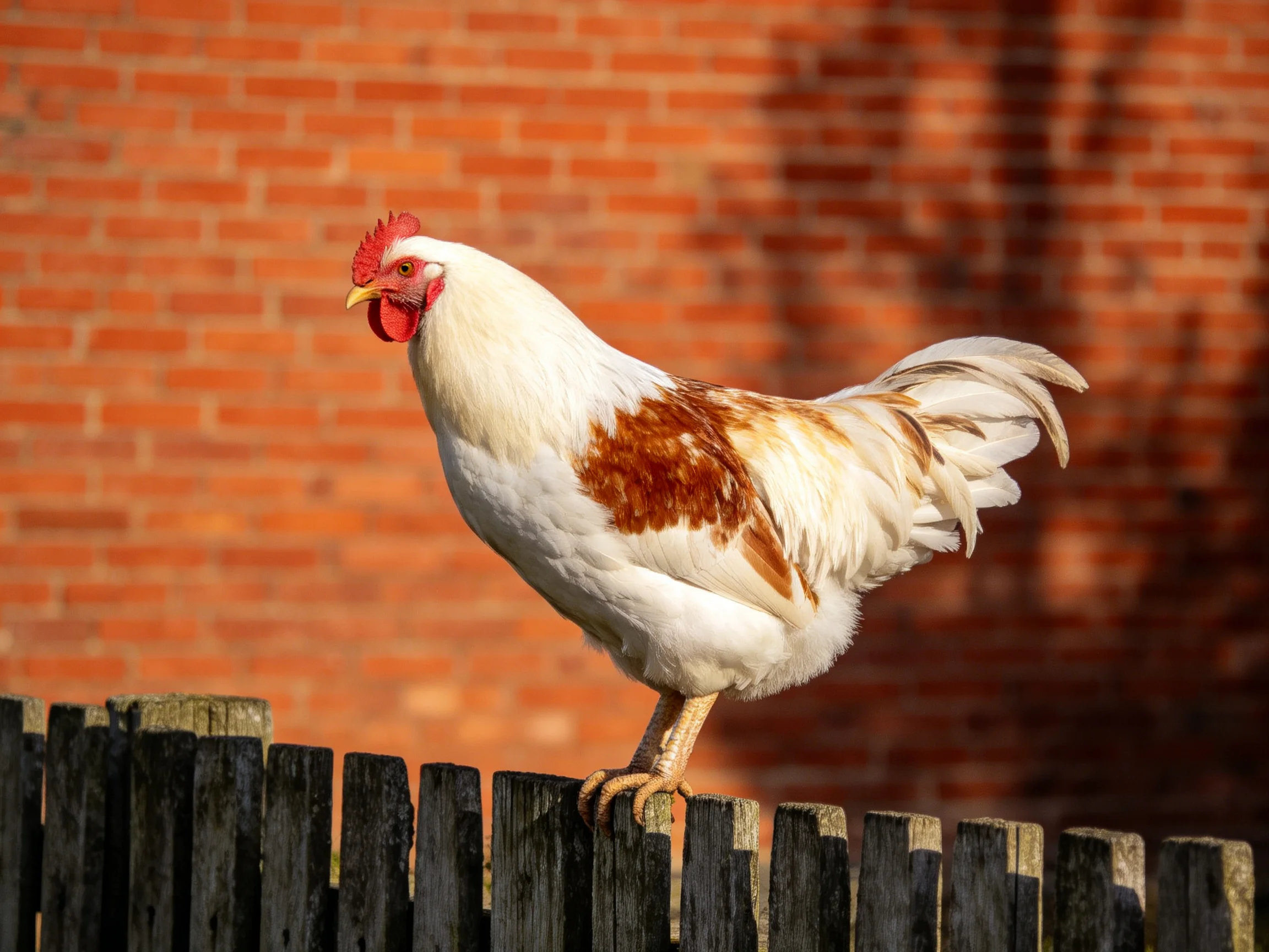 A white and brown rooster stands atop a wooden fence near a red brick wall