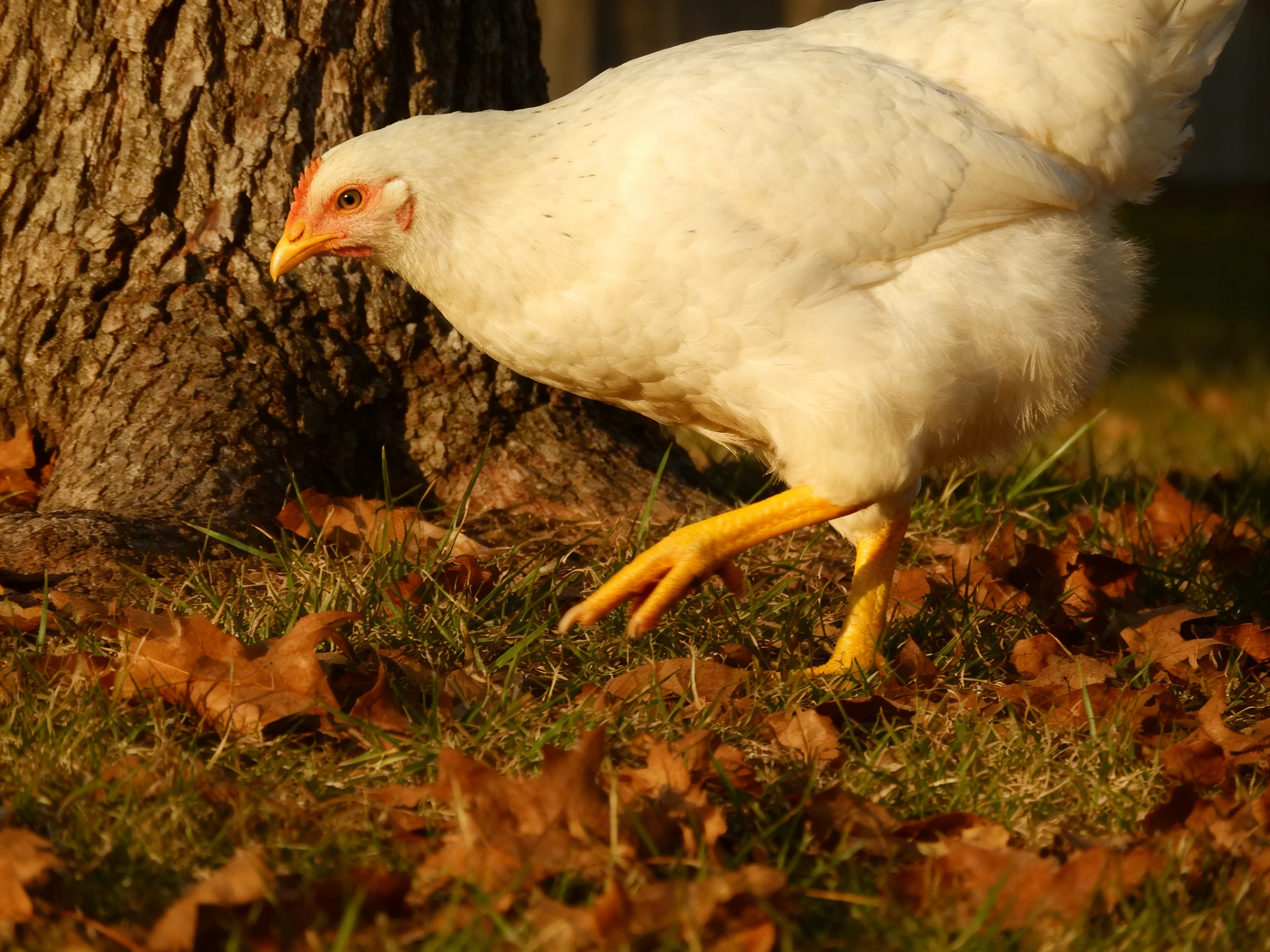 A white chicken explores near a tree trunk amid fallen autumn leaves