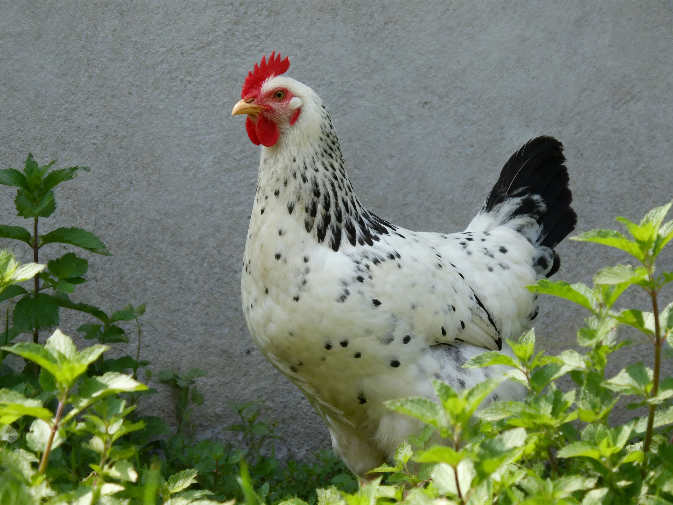 A white chicken with black spots and red comb near green plants