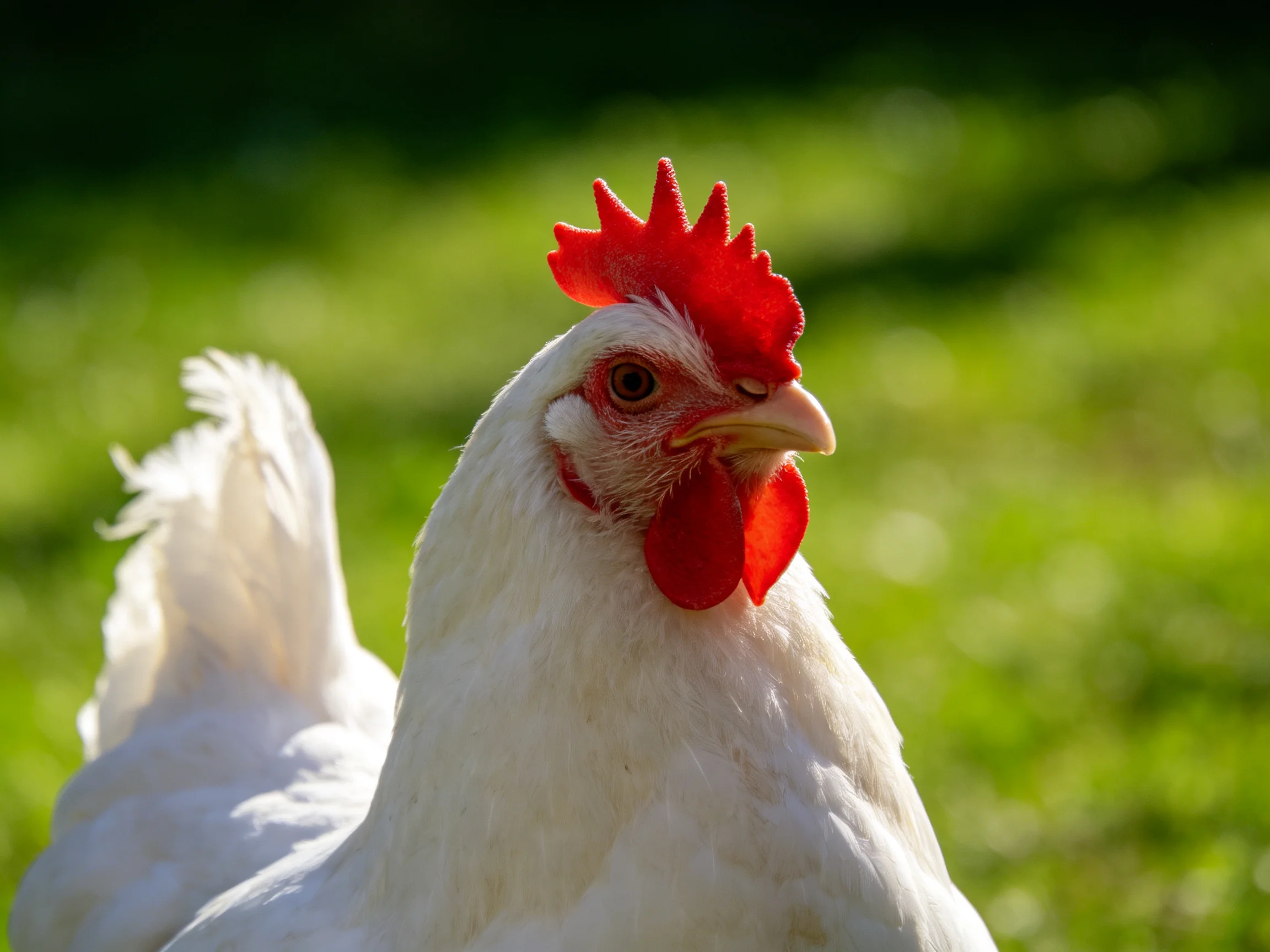 A white chicken with red facial features stands in a sunlit green field.