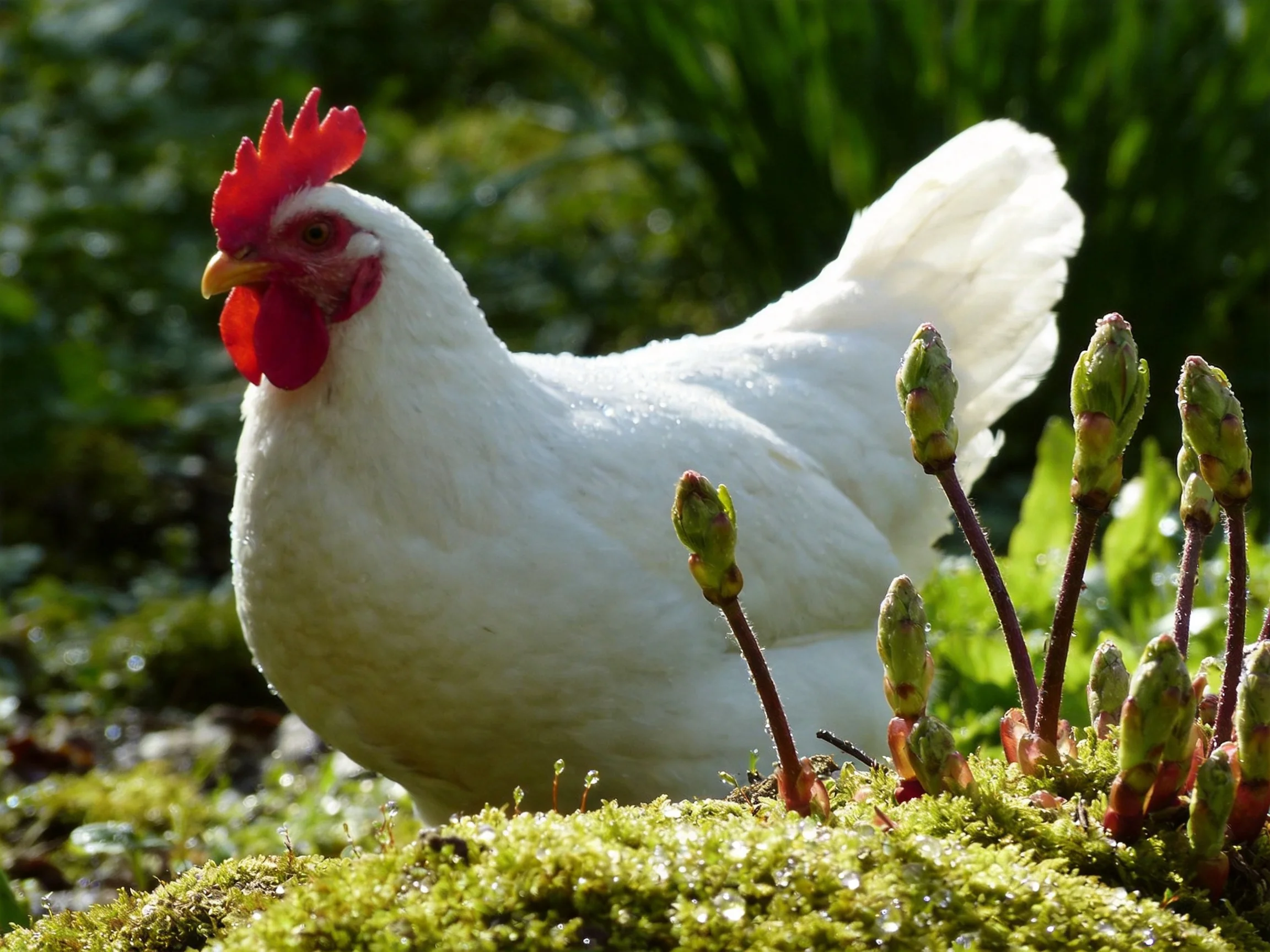 A white chicken with red comb near moss-covered plants and budding stems