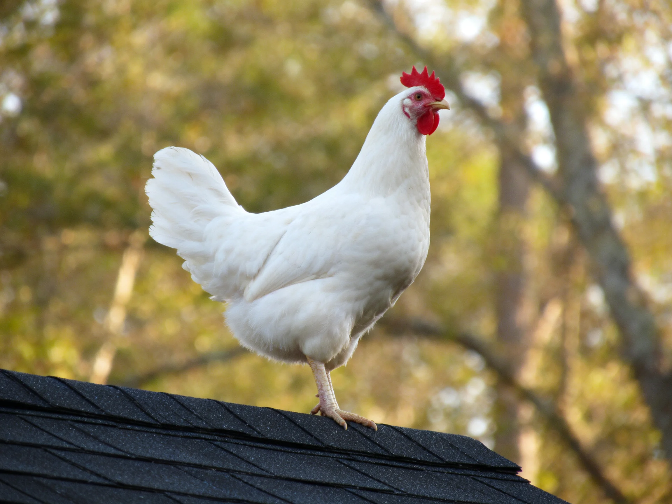 A white chicken with a red comb stands on a dark roof near trees