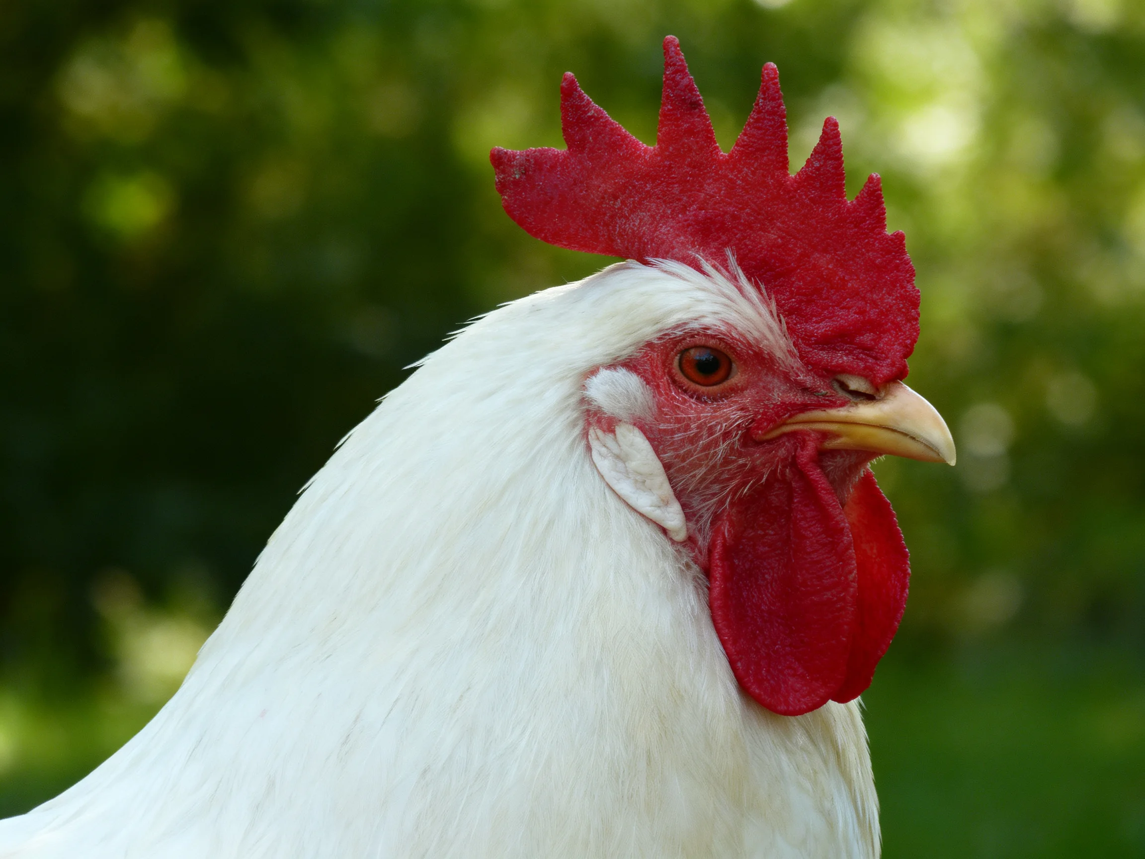 A white chicken with vibrant red comb and wattles against green foliage