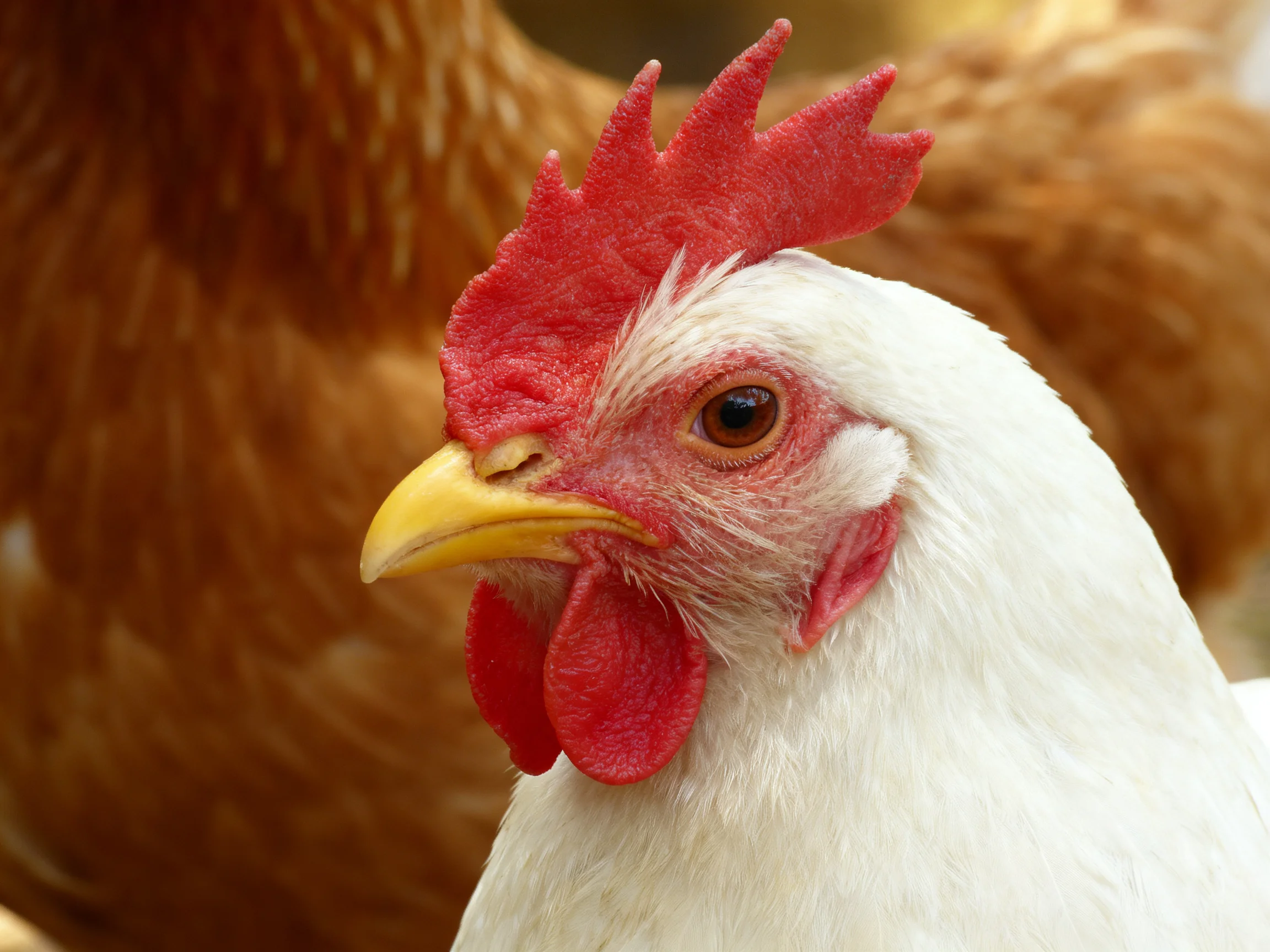 A white chicken with a red comb is positioned near a brown chicken.