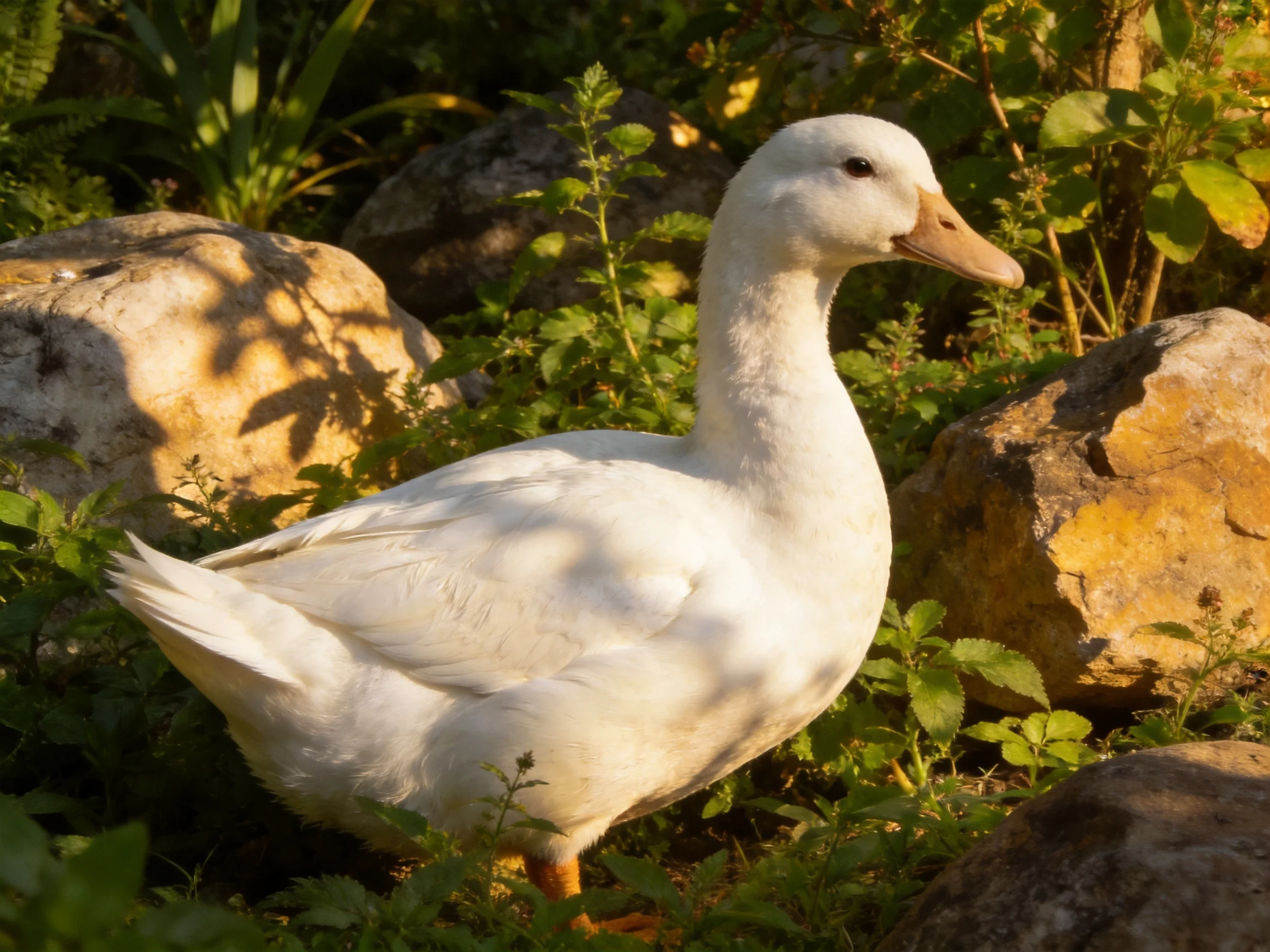 A white duck among rocks and dense green foliage