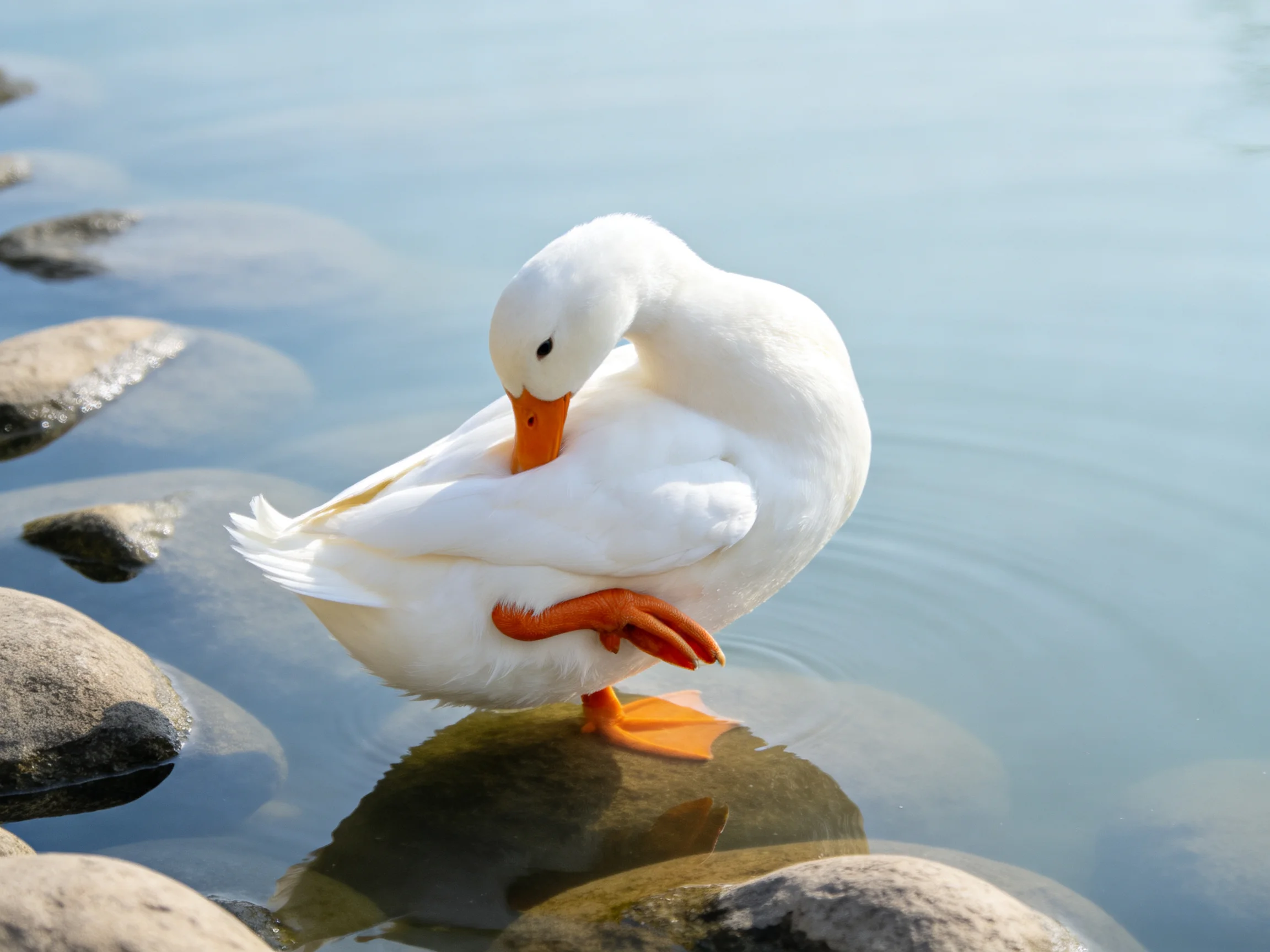 A white duck preening by smooth gray rocks in calm water