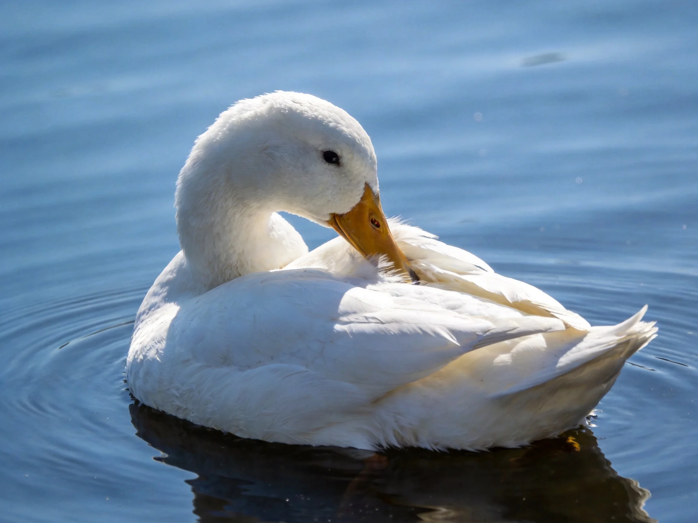 A white duck preening in tranquil blue water