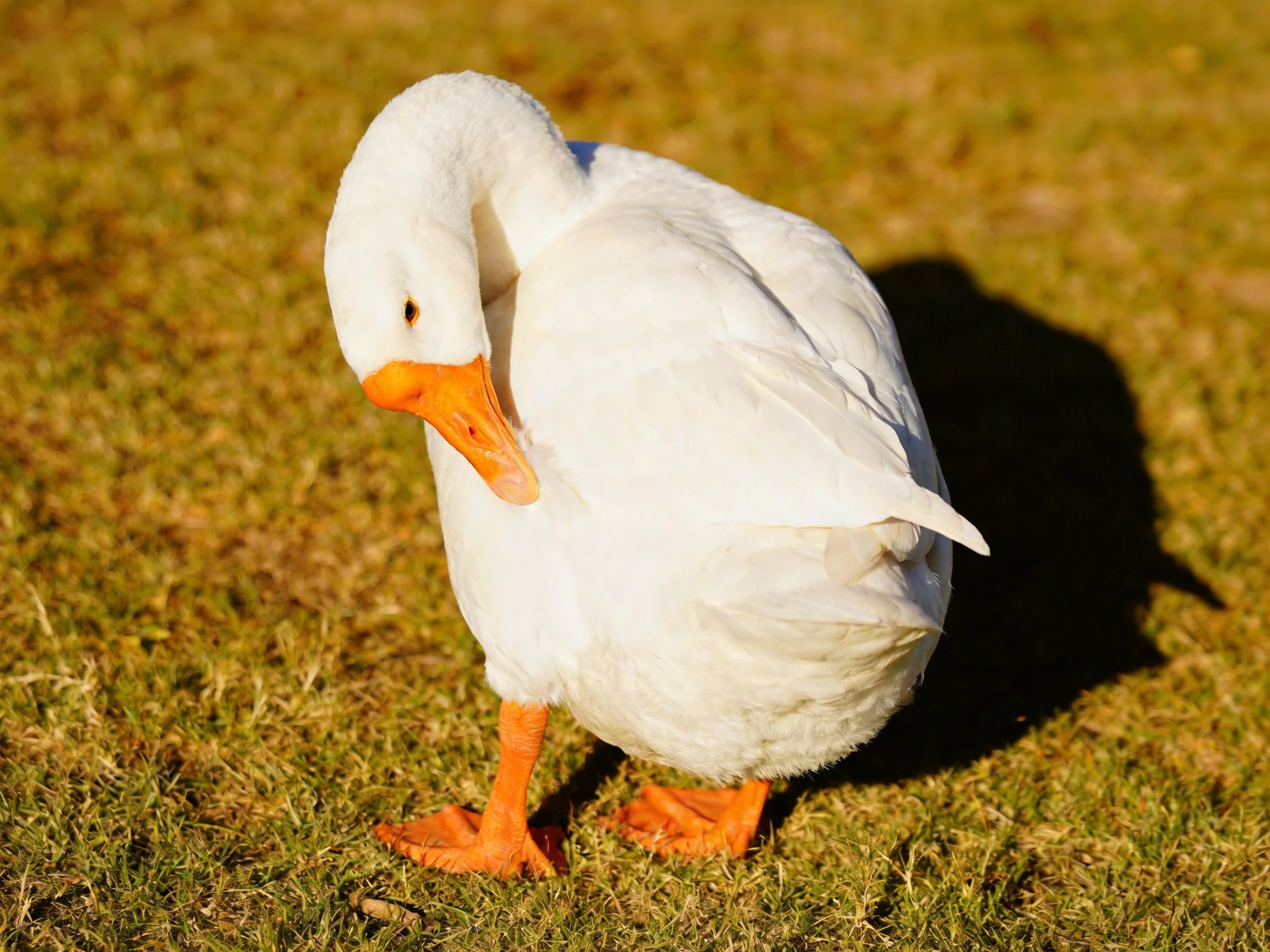 A white duck preening on golden-brown grass with bright orange beak and feet