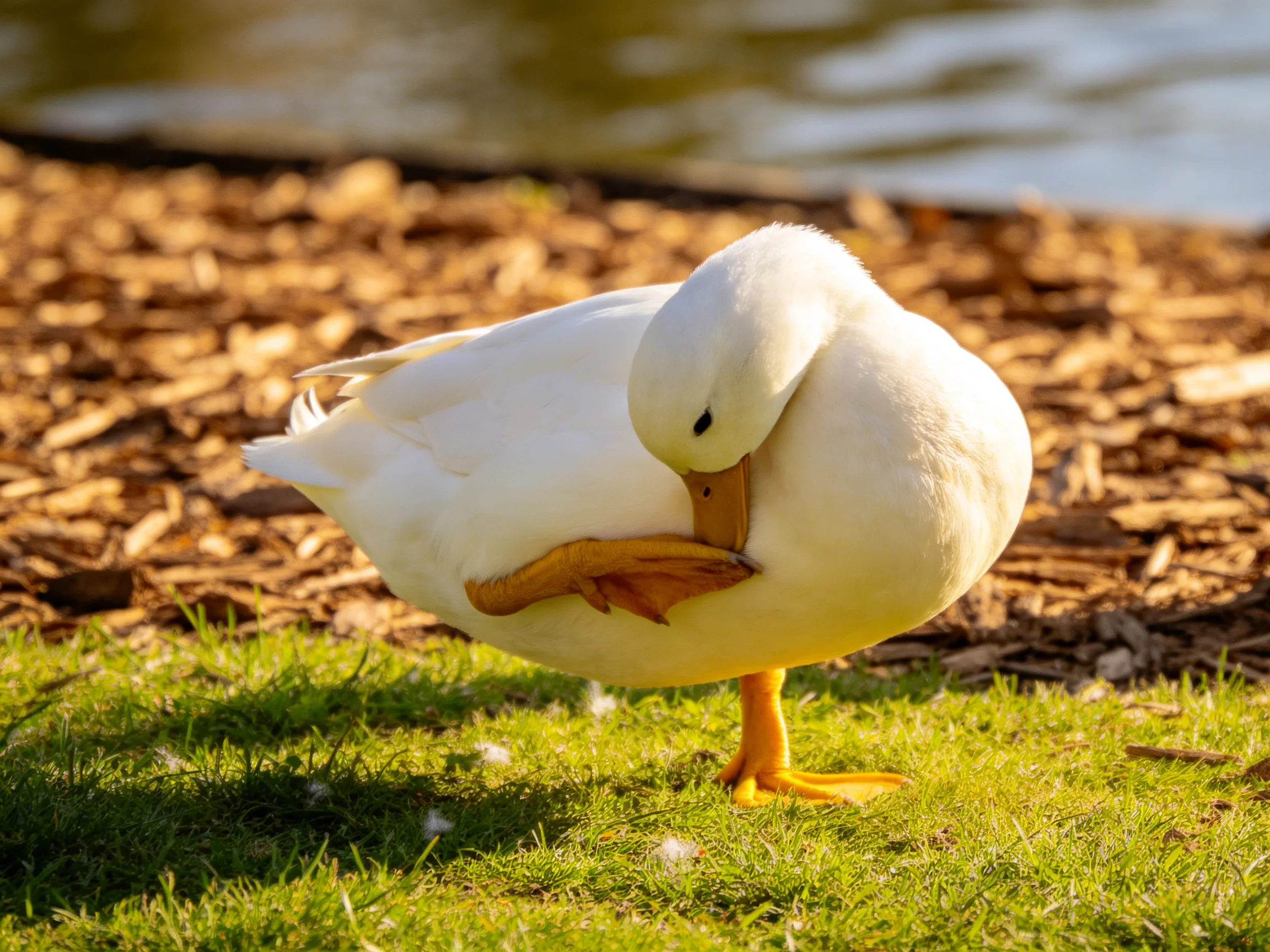 A white duck preens on green grass near a water body