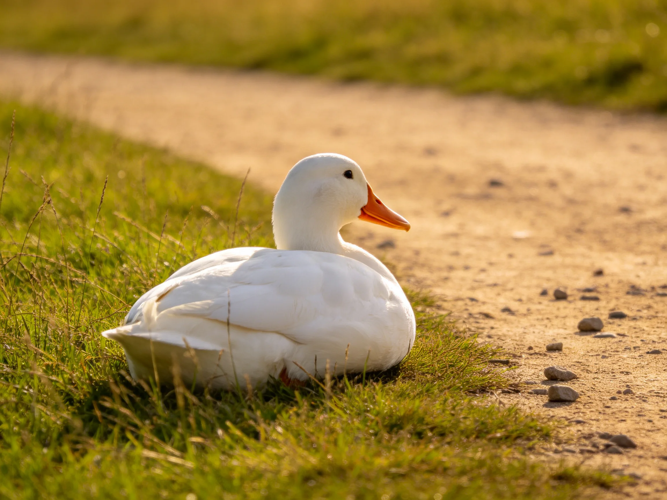 A white duck rests beside a dirt path with lush green grass