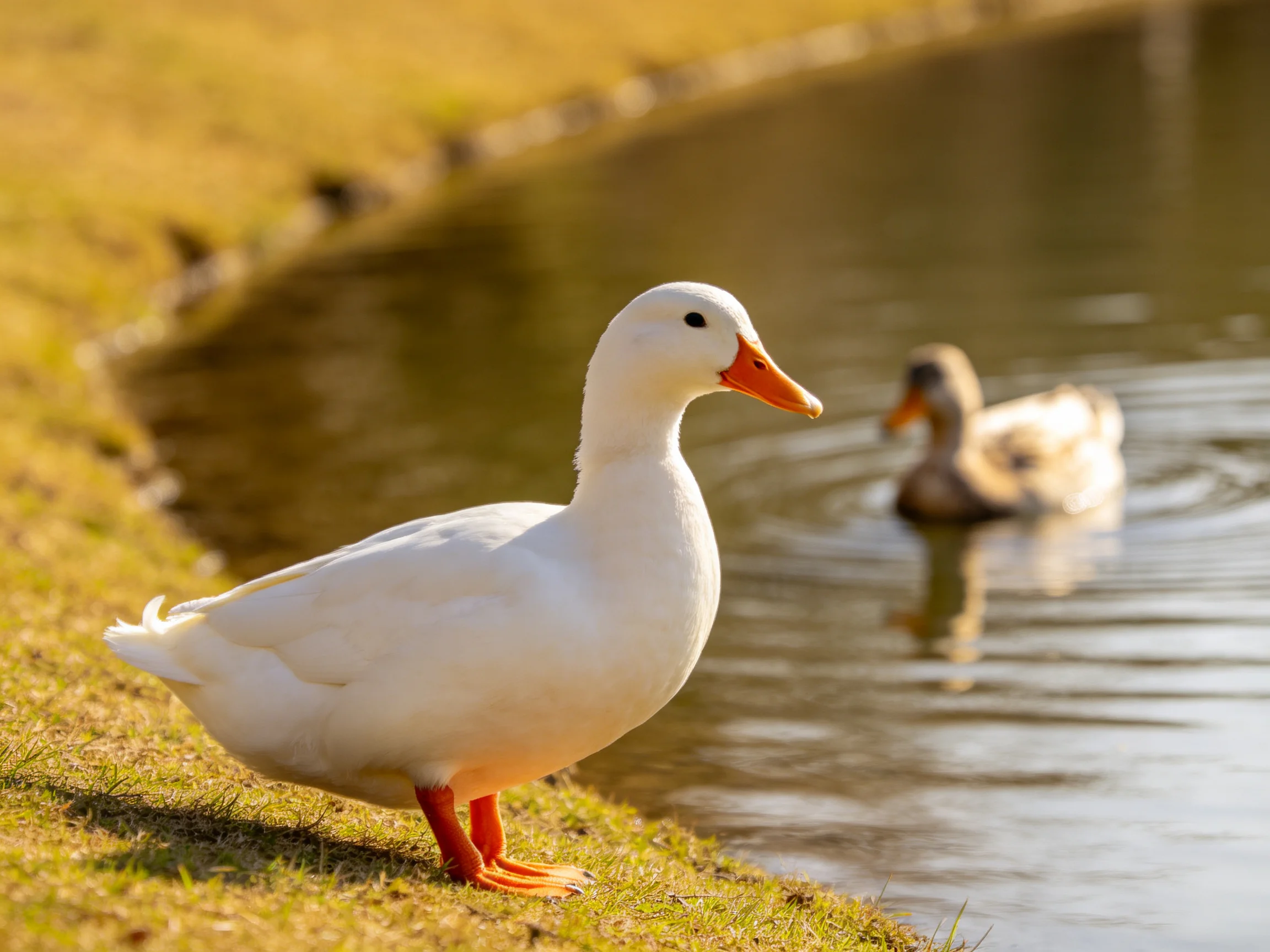 A white duck stands on grass by a pond with another duck swimming