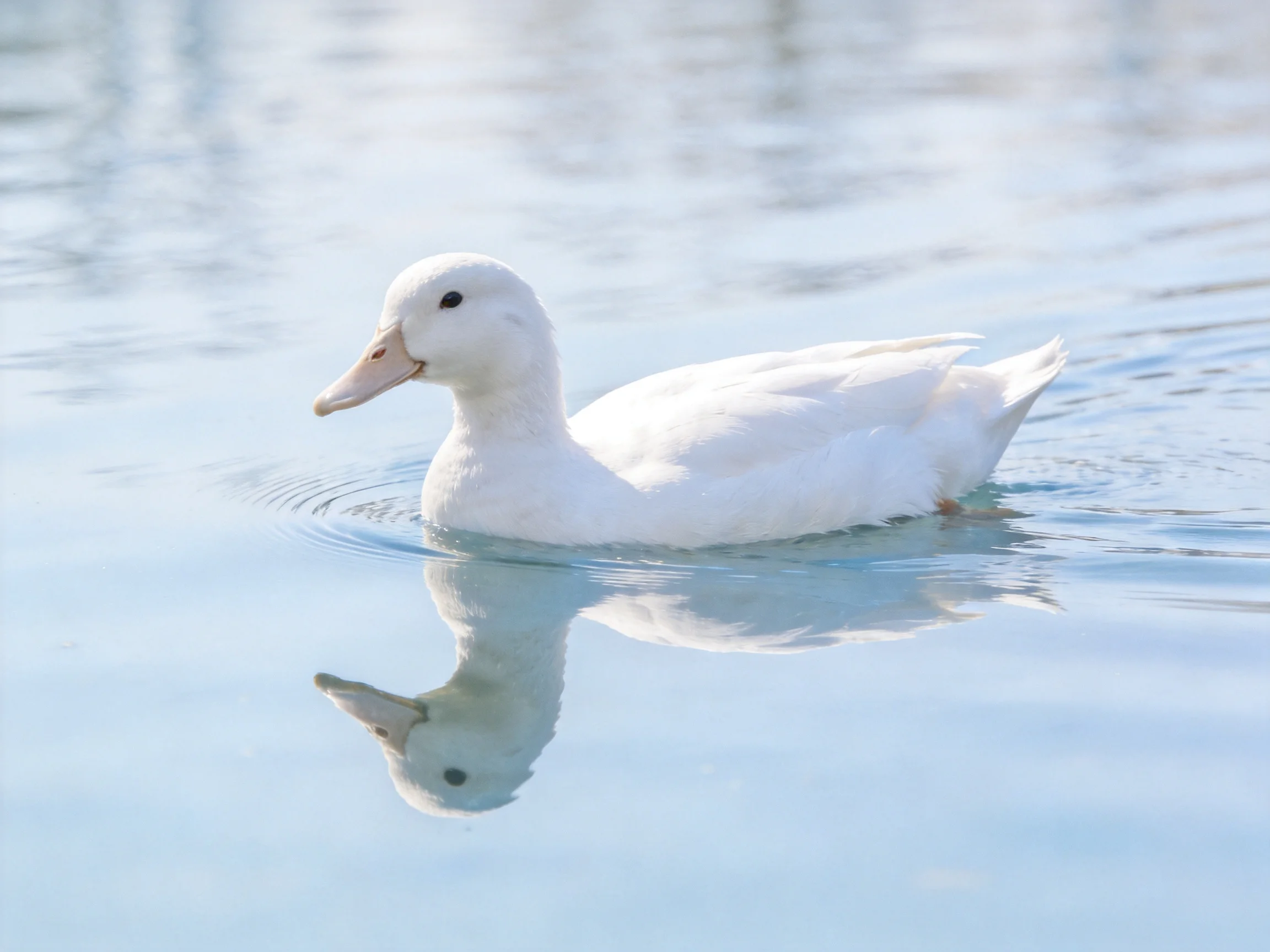 A white duck swimming on calm blue water with a clear reflection