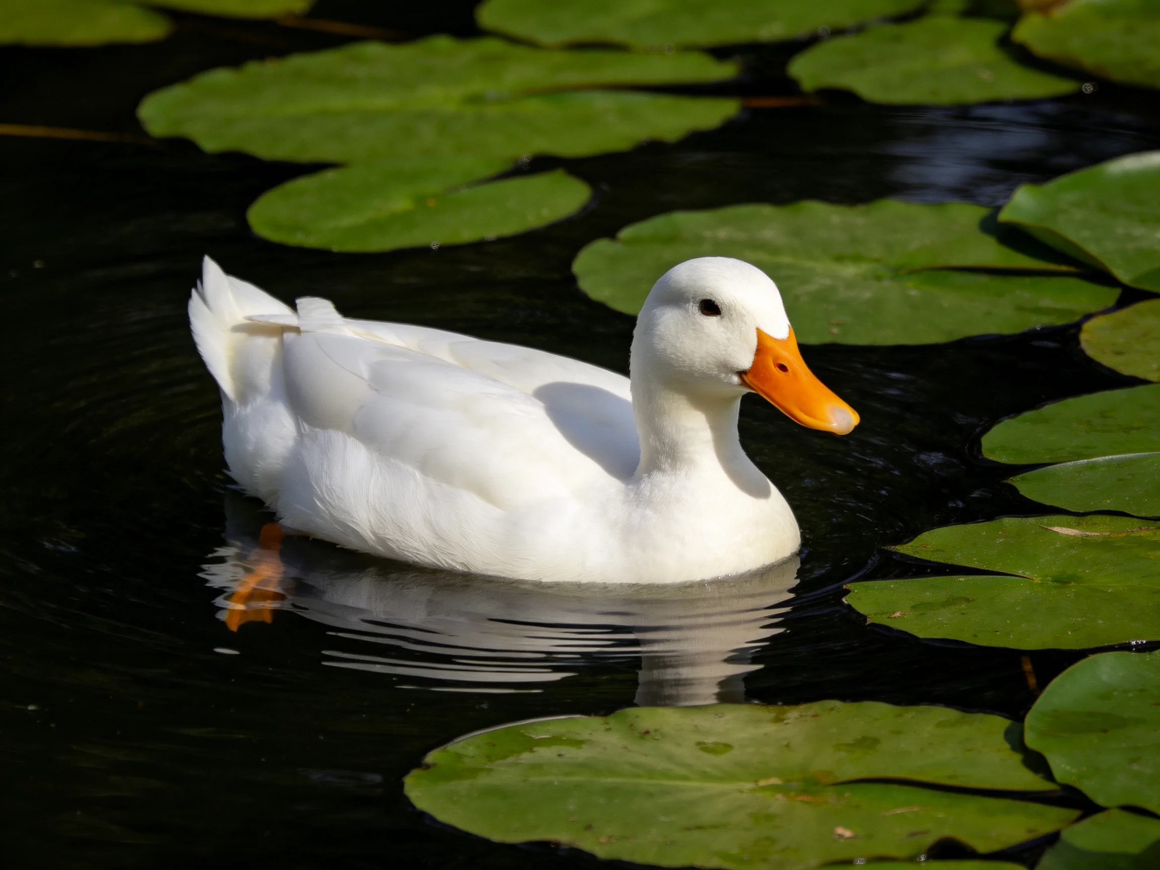A white duck swims among green lily pads in dark water