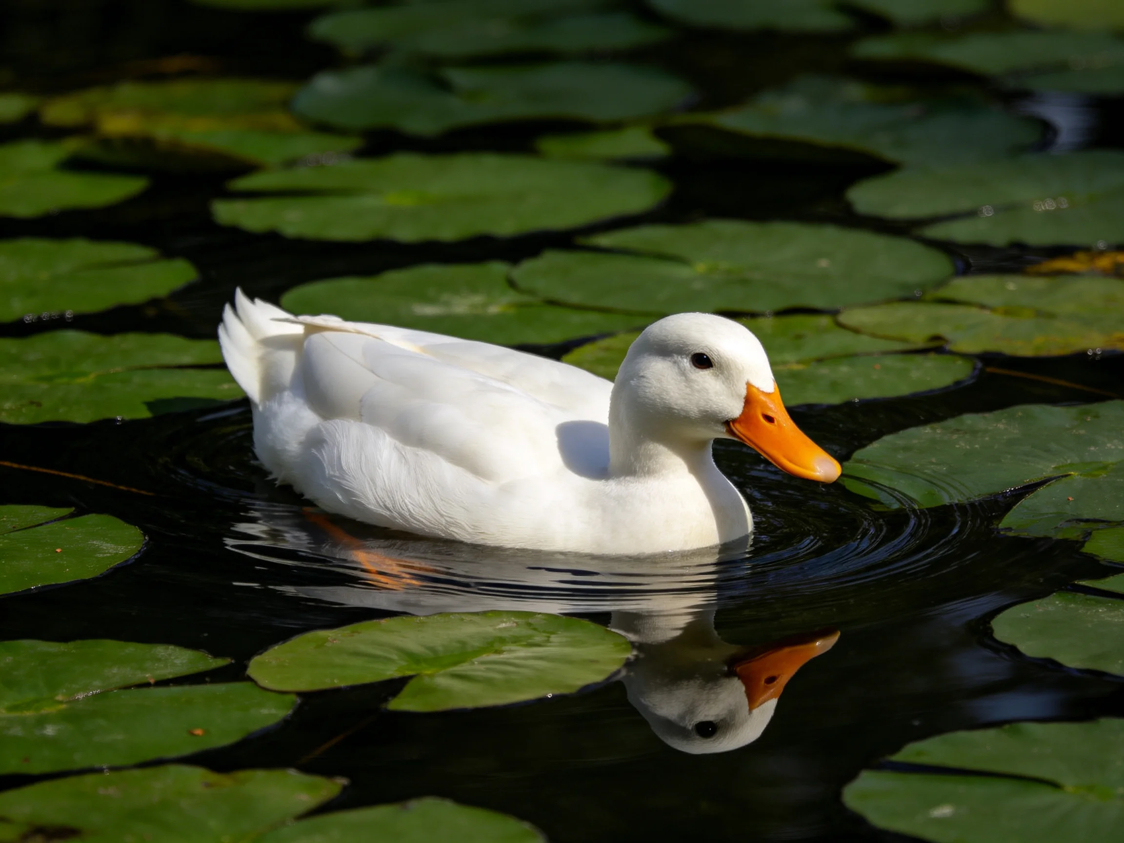 A white duck swims among green lily pads in dark water