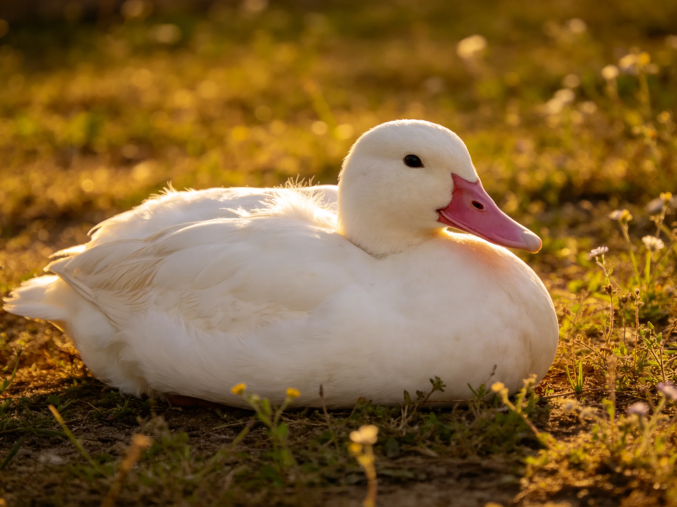 A white duck with a pink beak rests on sunlit grass among wildflowers