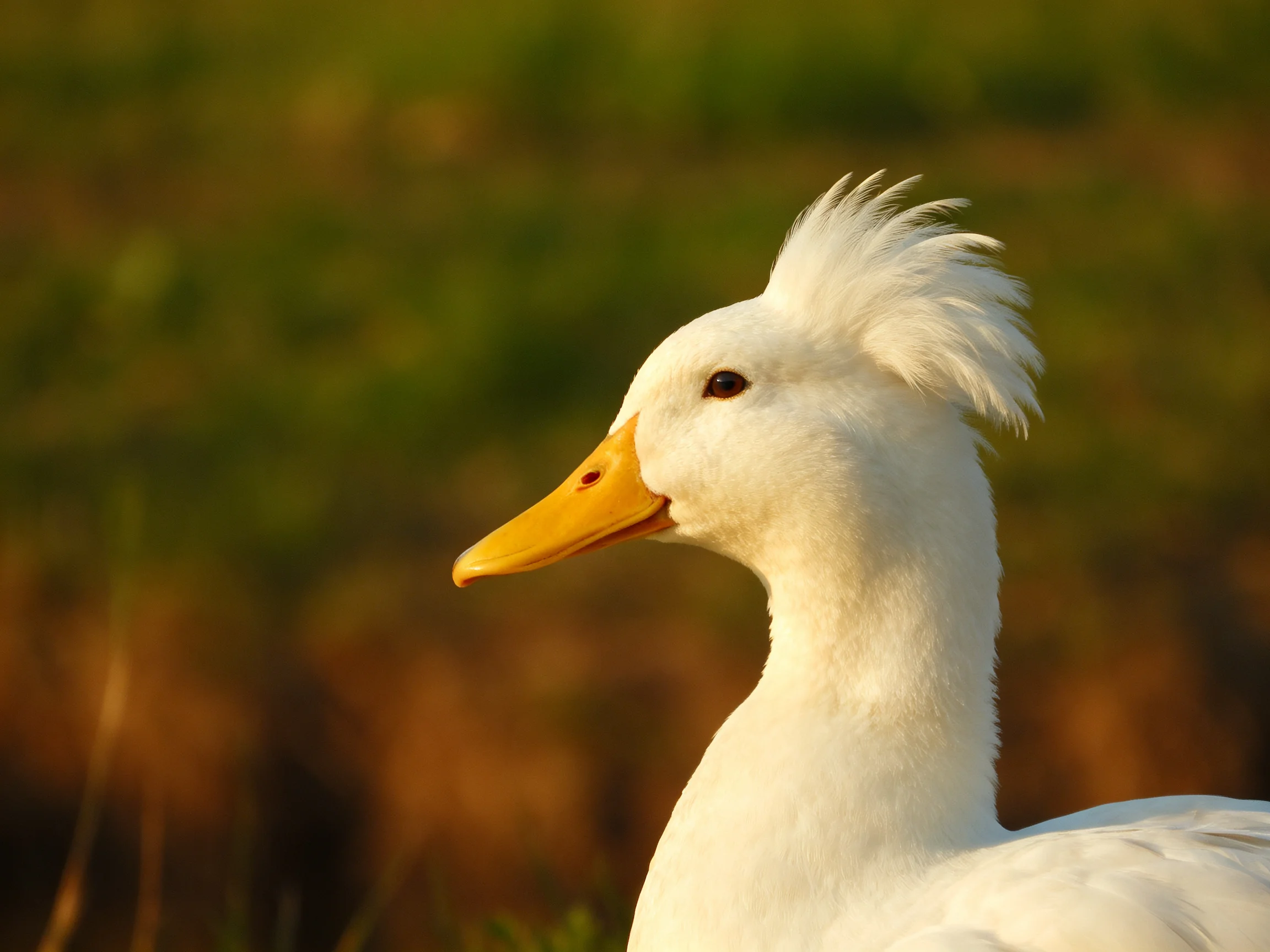 A white duck with a spiky crest and bright yellow beak in a natural setting