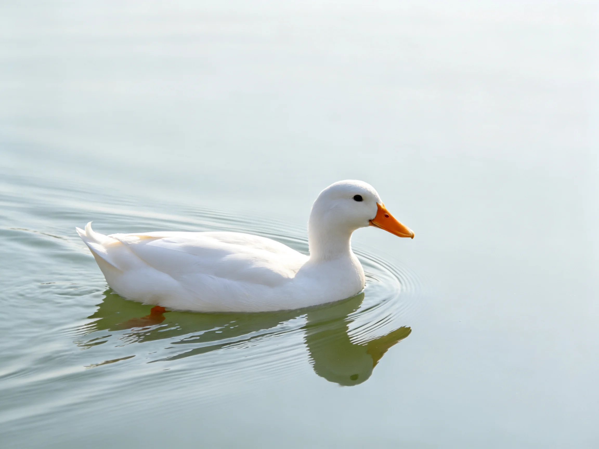 A white duck with an orange beak swims in calm water