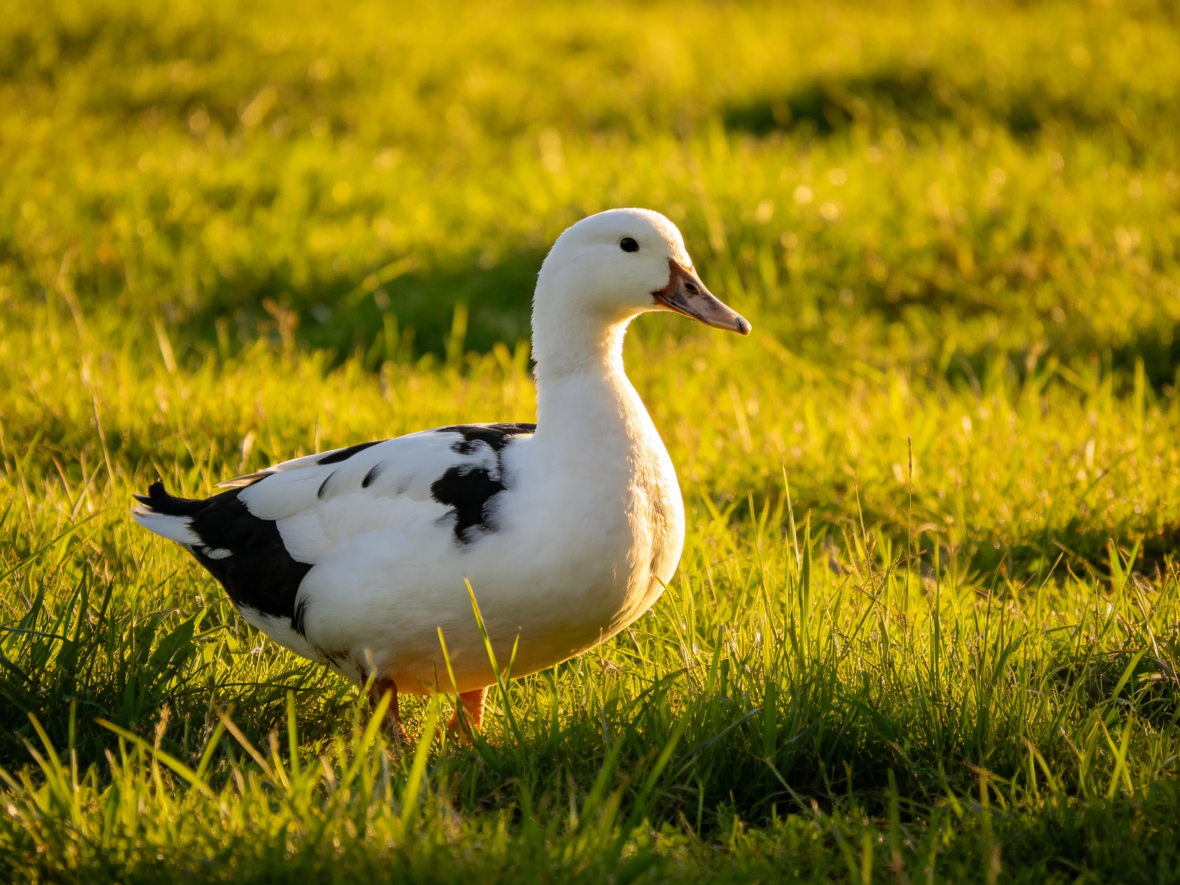 A white duck with black wing patches walks through sunlit green grass