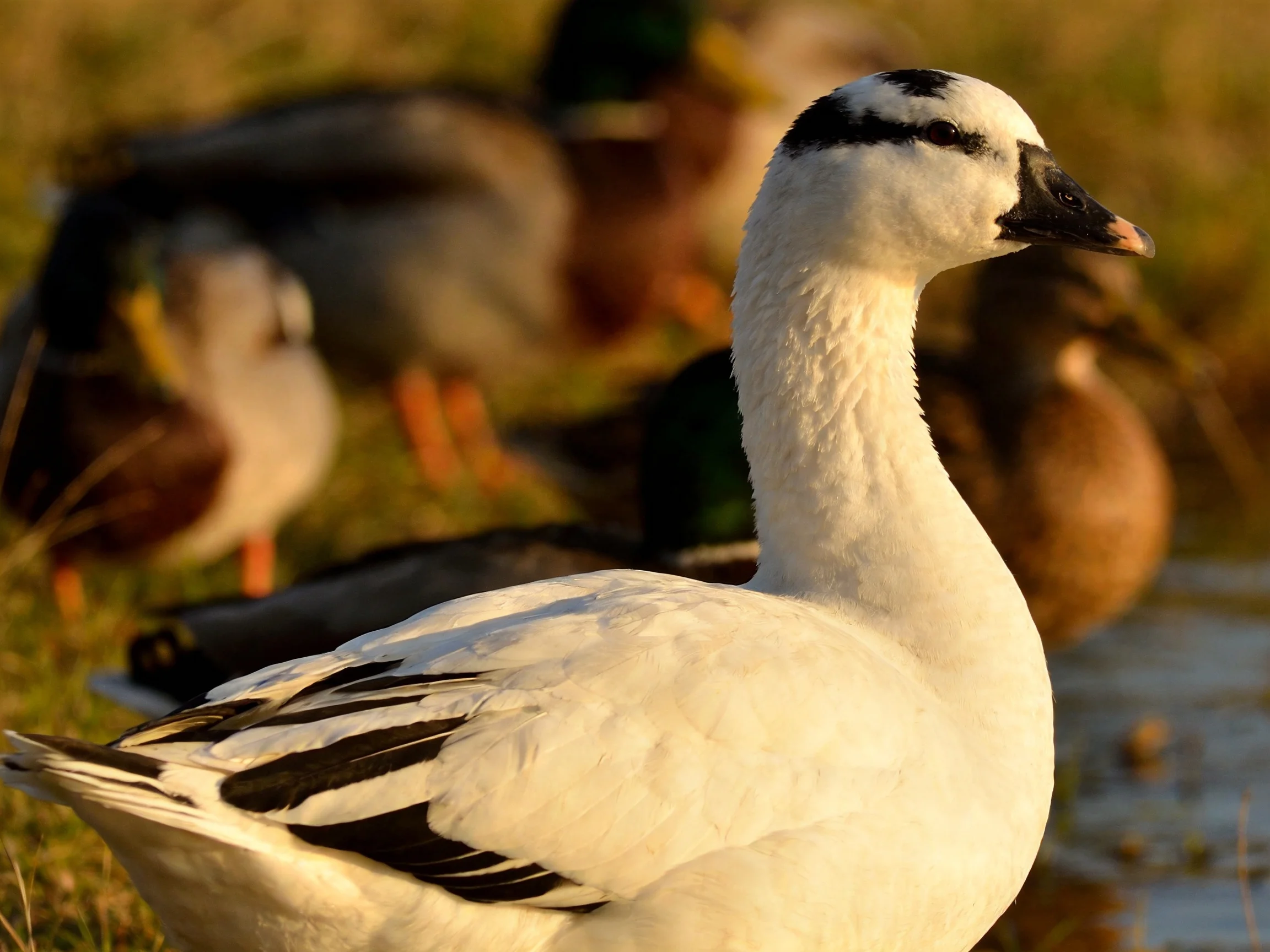 A white duck with black wing patterns among brown ducks near a grassy water body