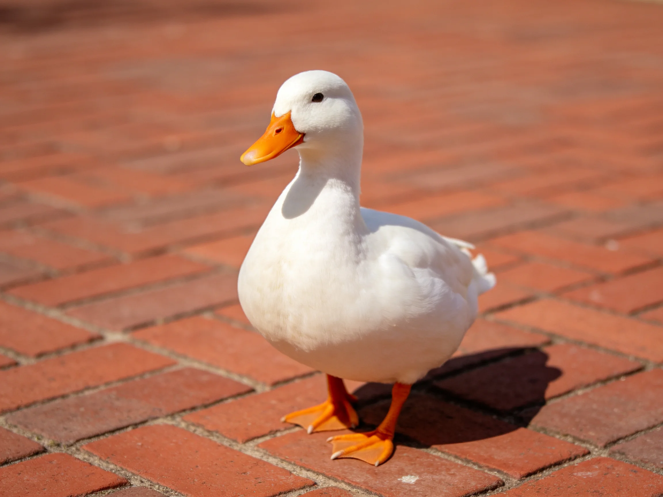 A white duck with orange beak and feet on reddish-brown brick pavement
