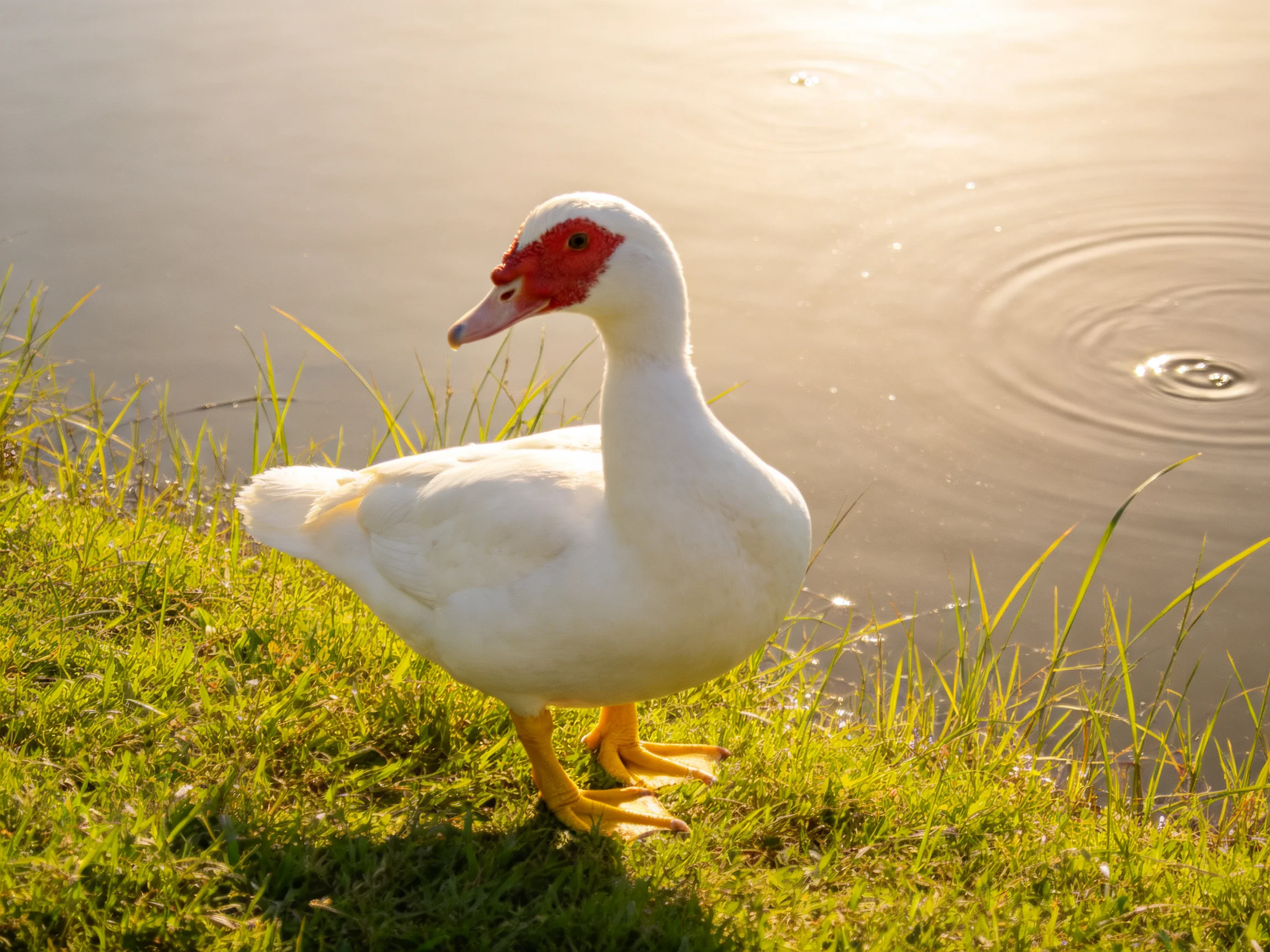A white duck with red facial markings stands by calm water near green grass