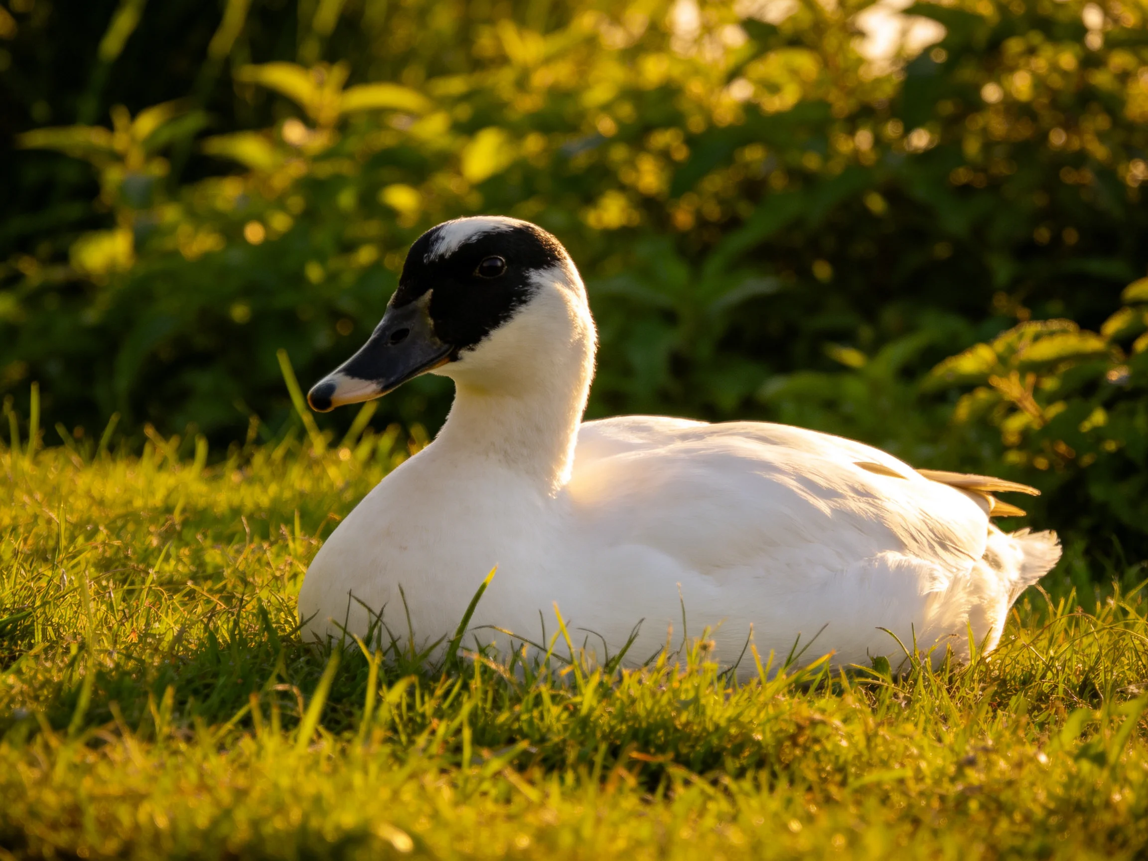 A white-feathered duck with a black head rests on sunlit grass near greenery.
