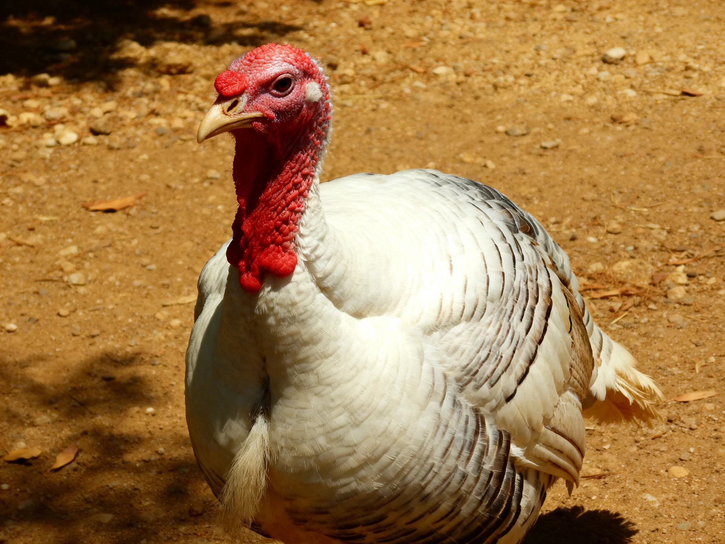 A white-feathered turkey with a bright red head on a dusty path
