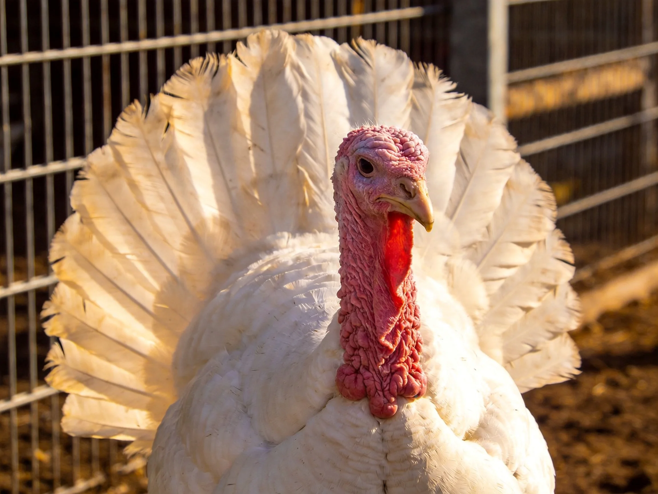 A white-feathered turkey with pink skin near metal fencing
