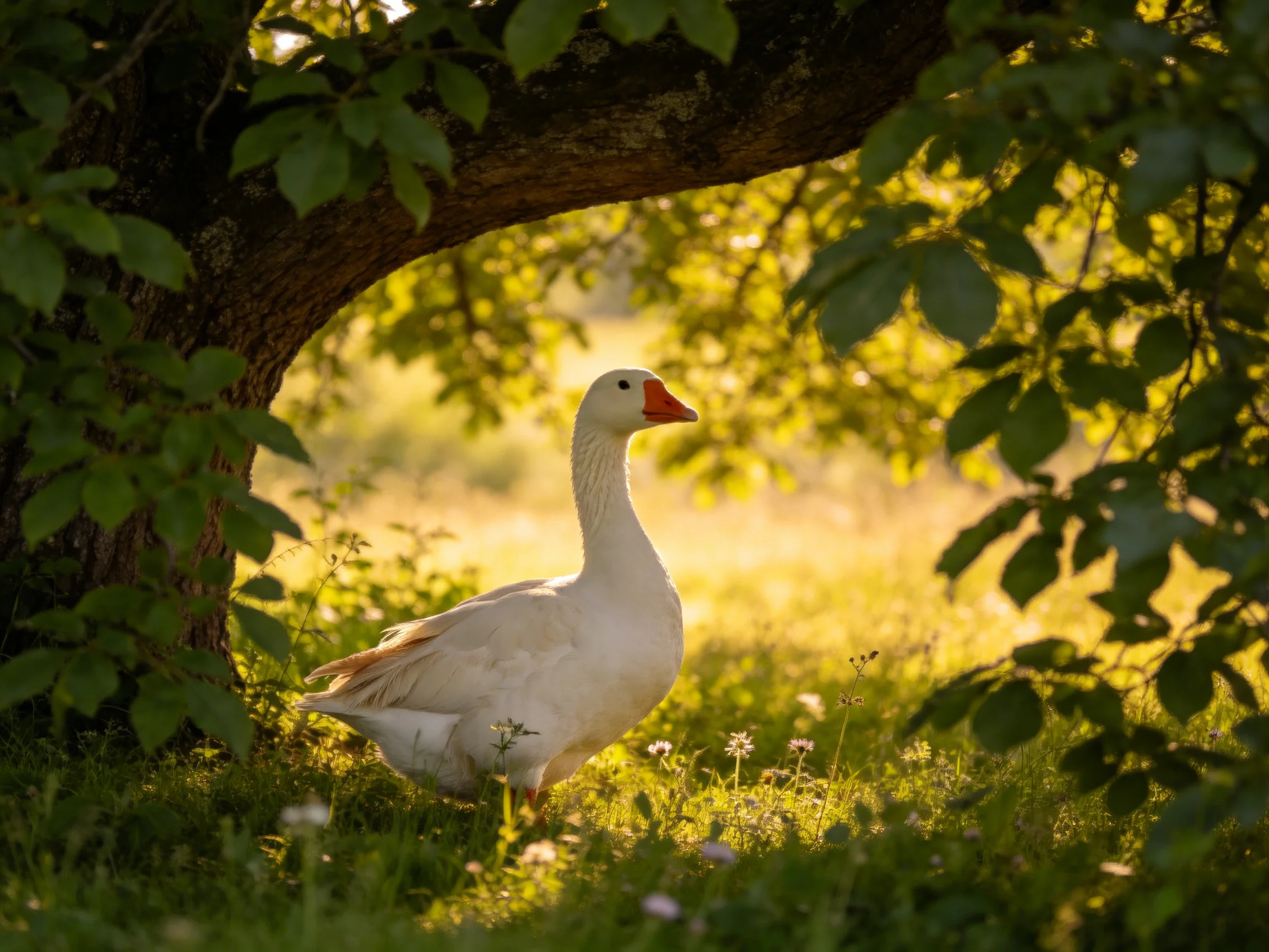 A white goose stands beneath leafy trees in golden sunlight