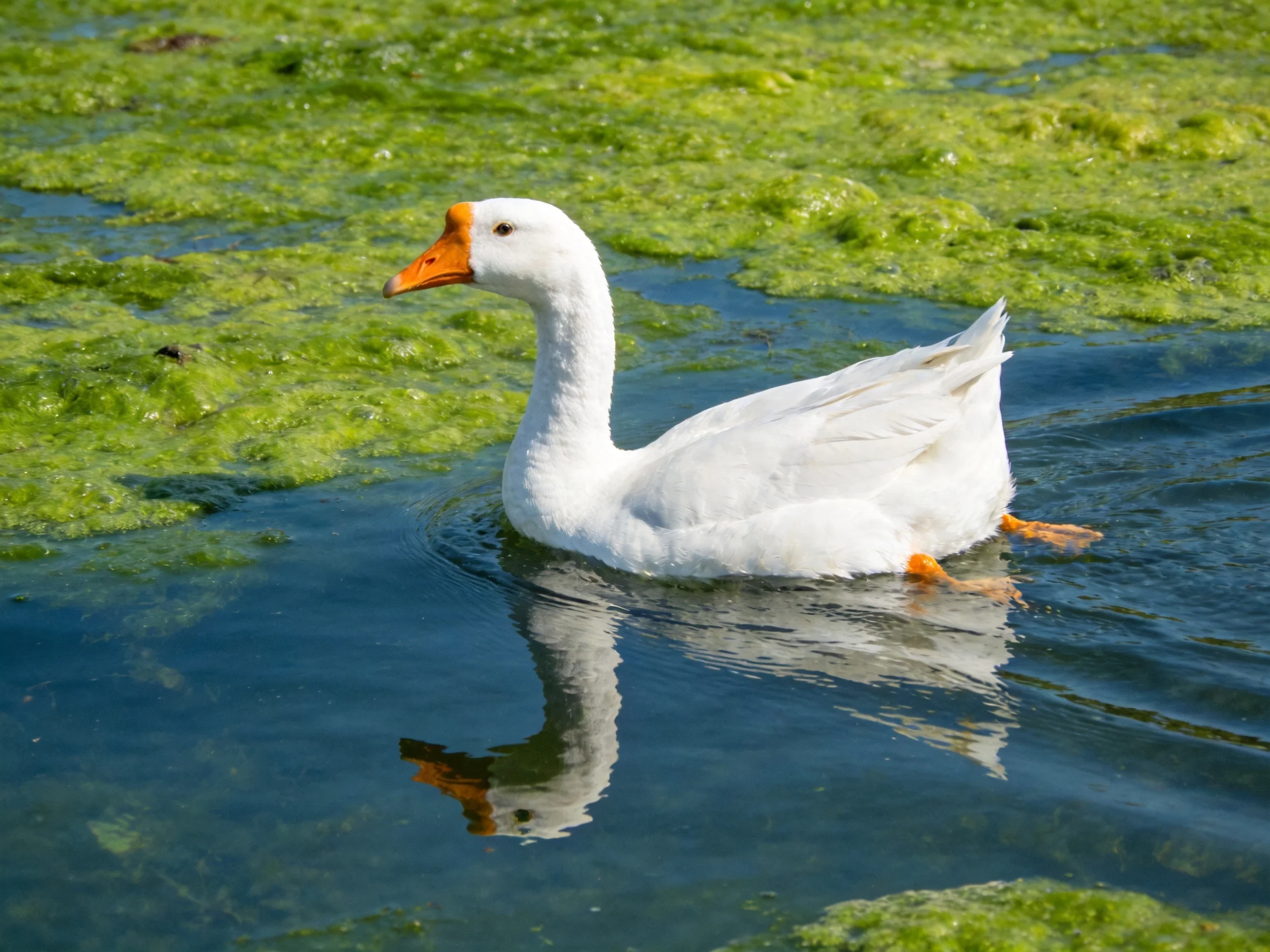 A white goose swims in clear water with green patches