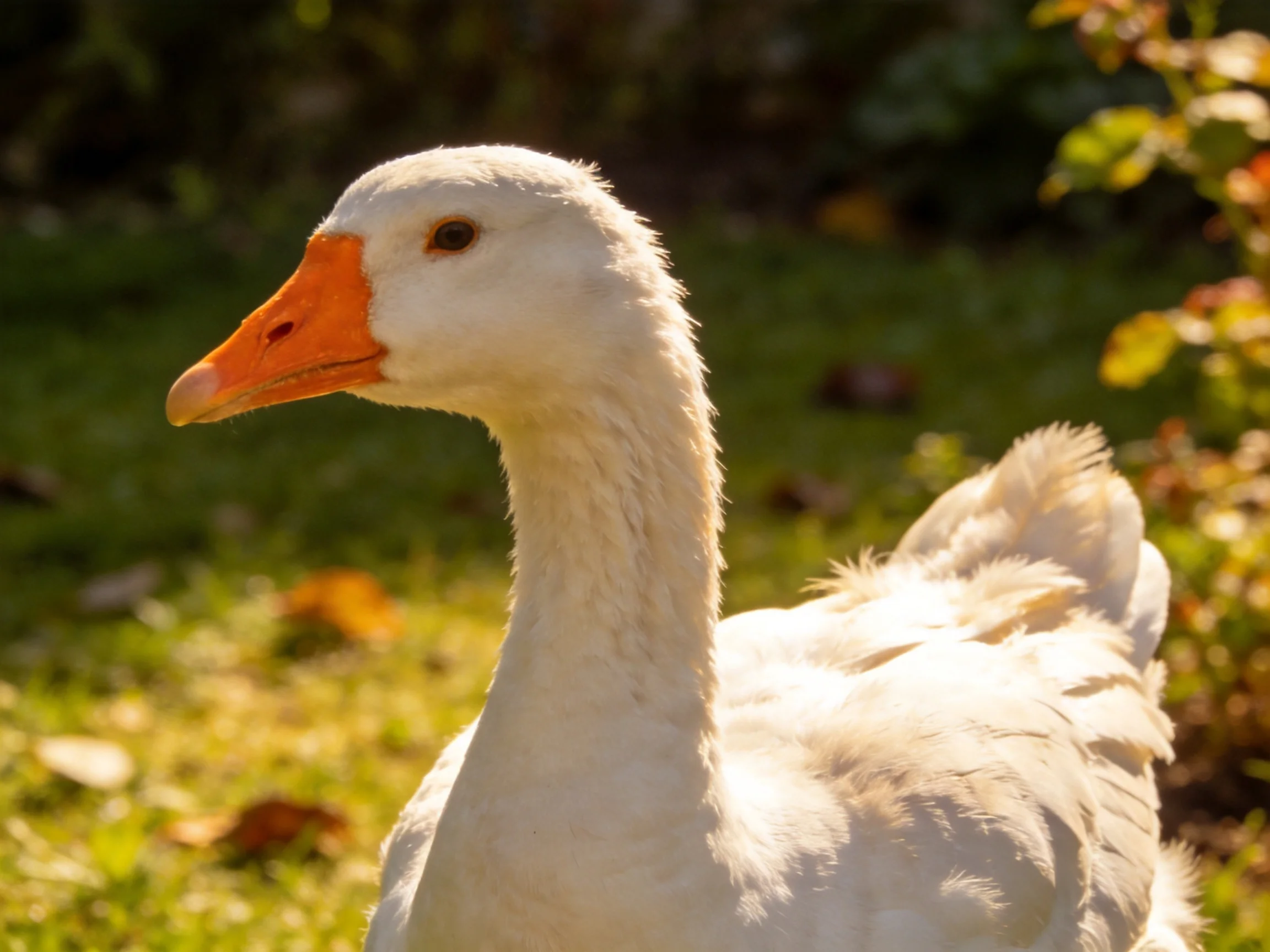 A white goose with an orange beak in a sunlit garden
