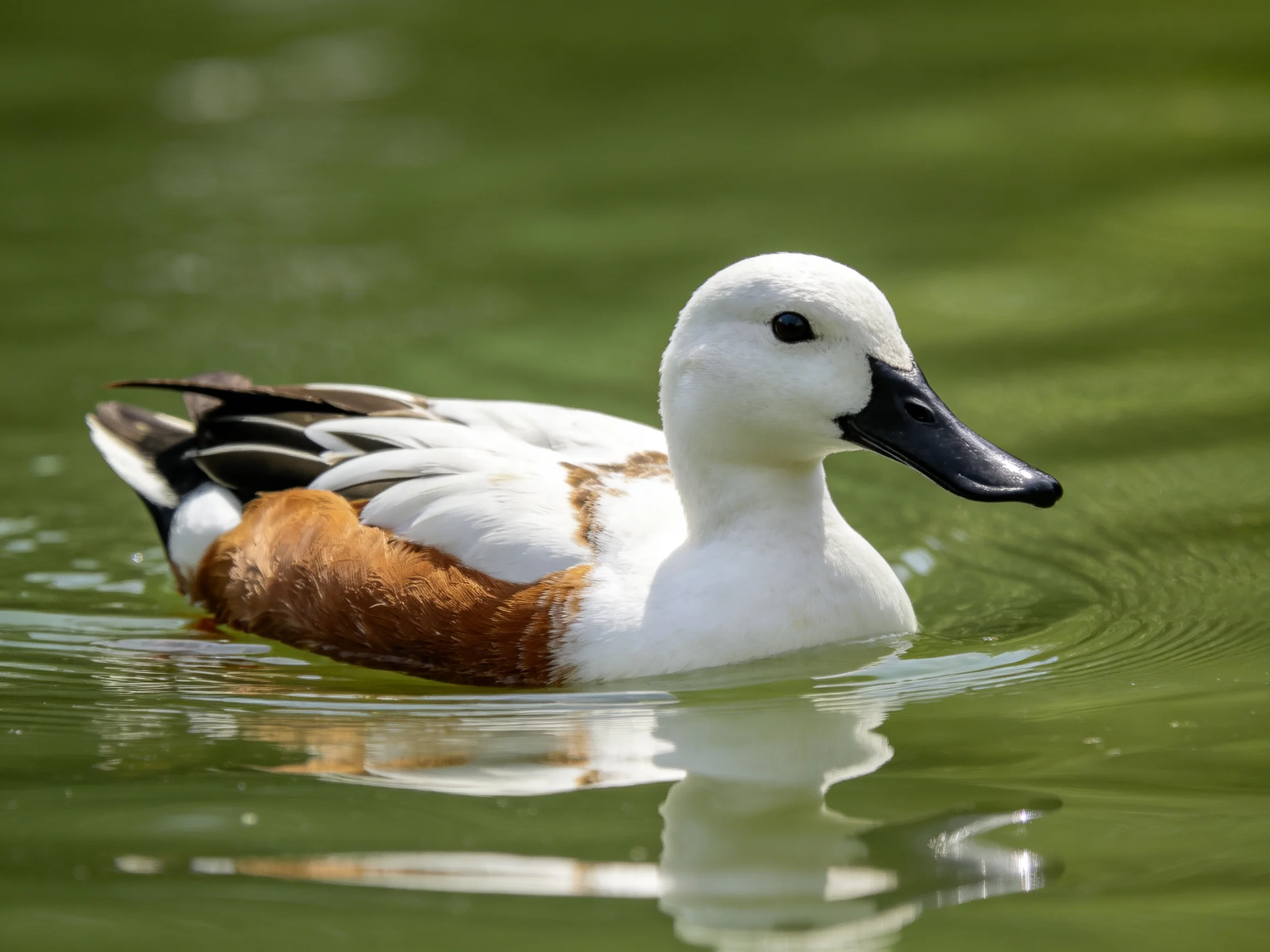 A white-headed duck with brown body swims in green water