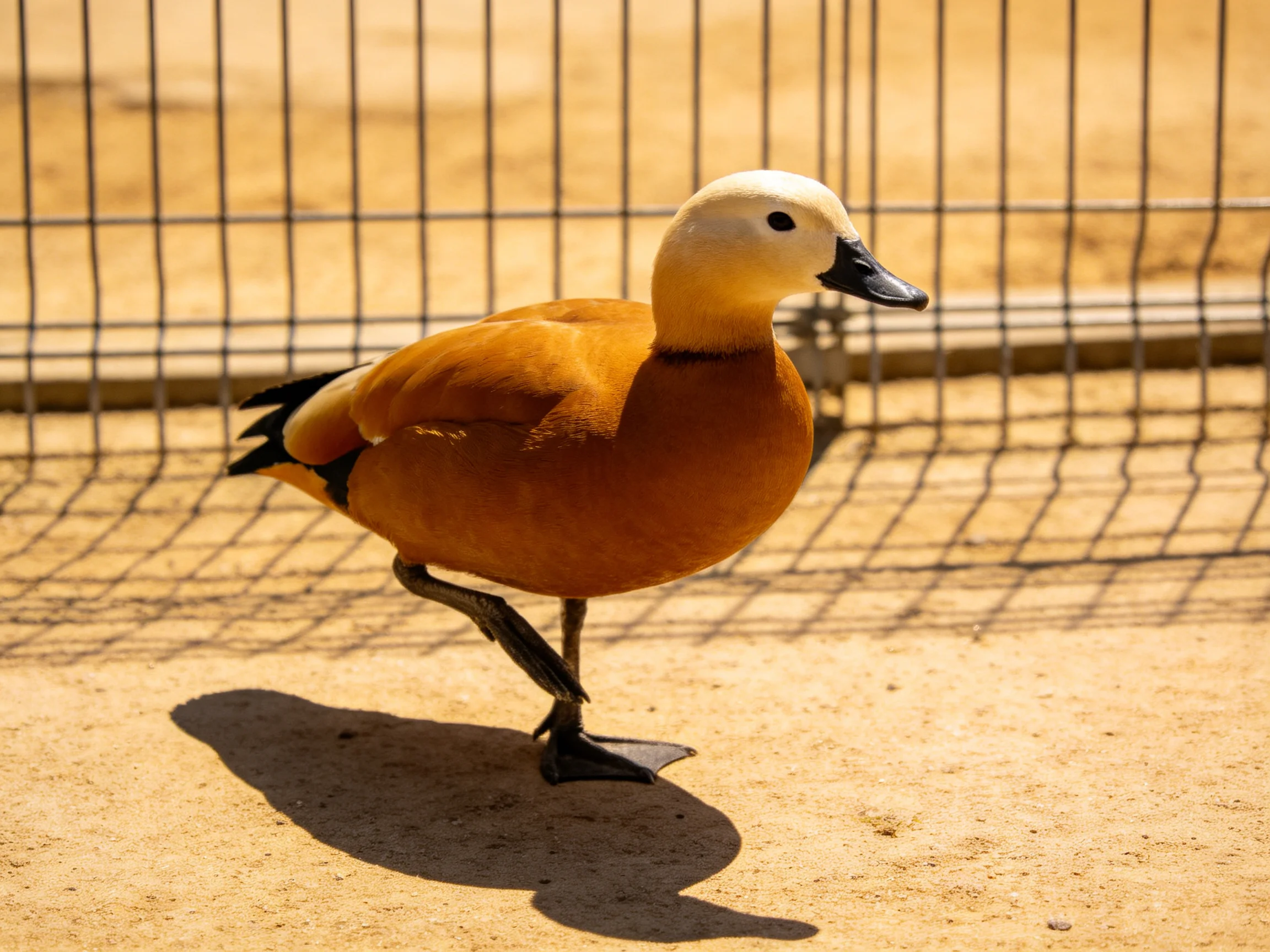 A white-headed duck with golden-brown plumage near a metal fence
