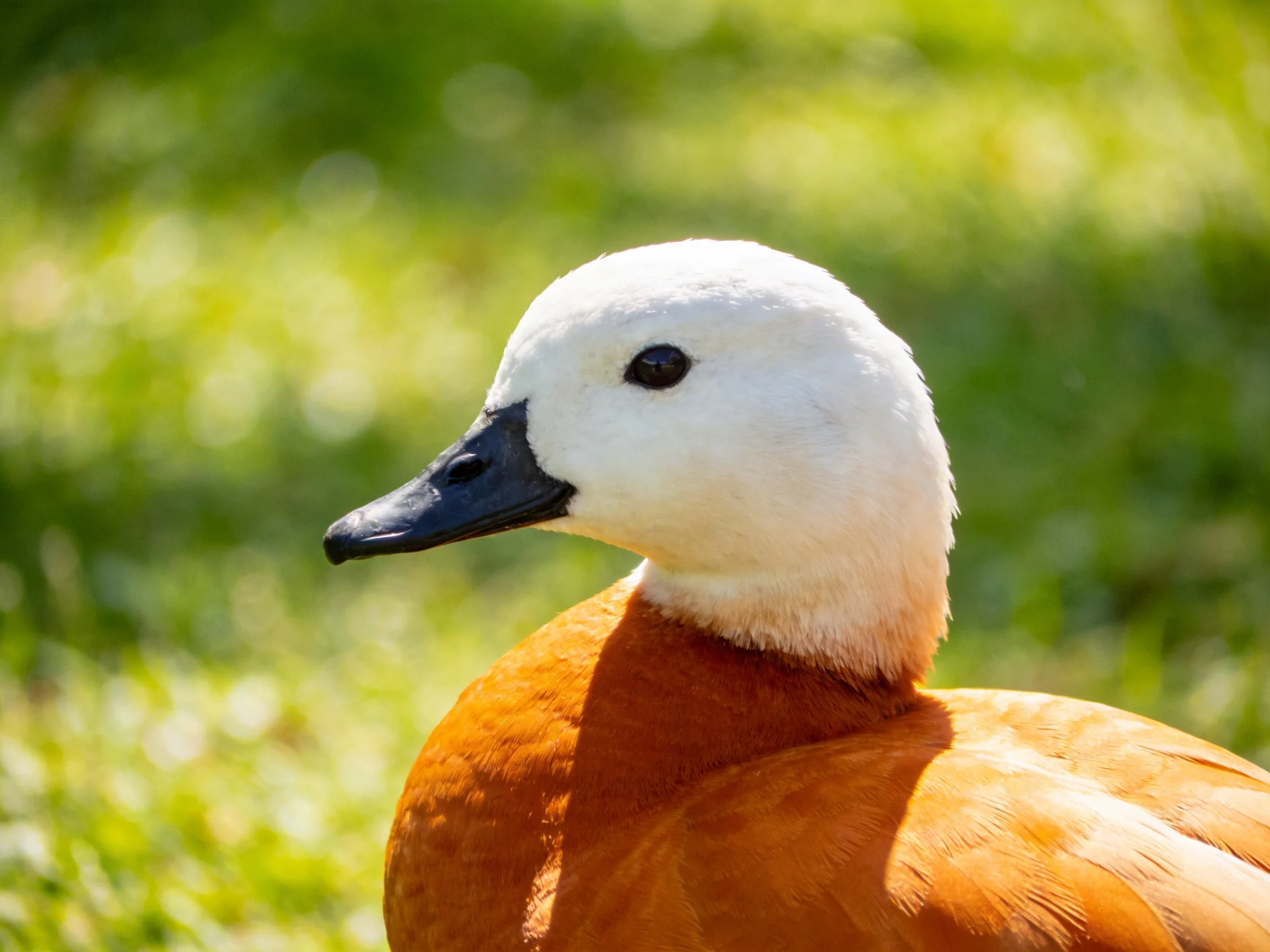 A white-headed duck with rust-colored plumage on a green backdrop