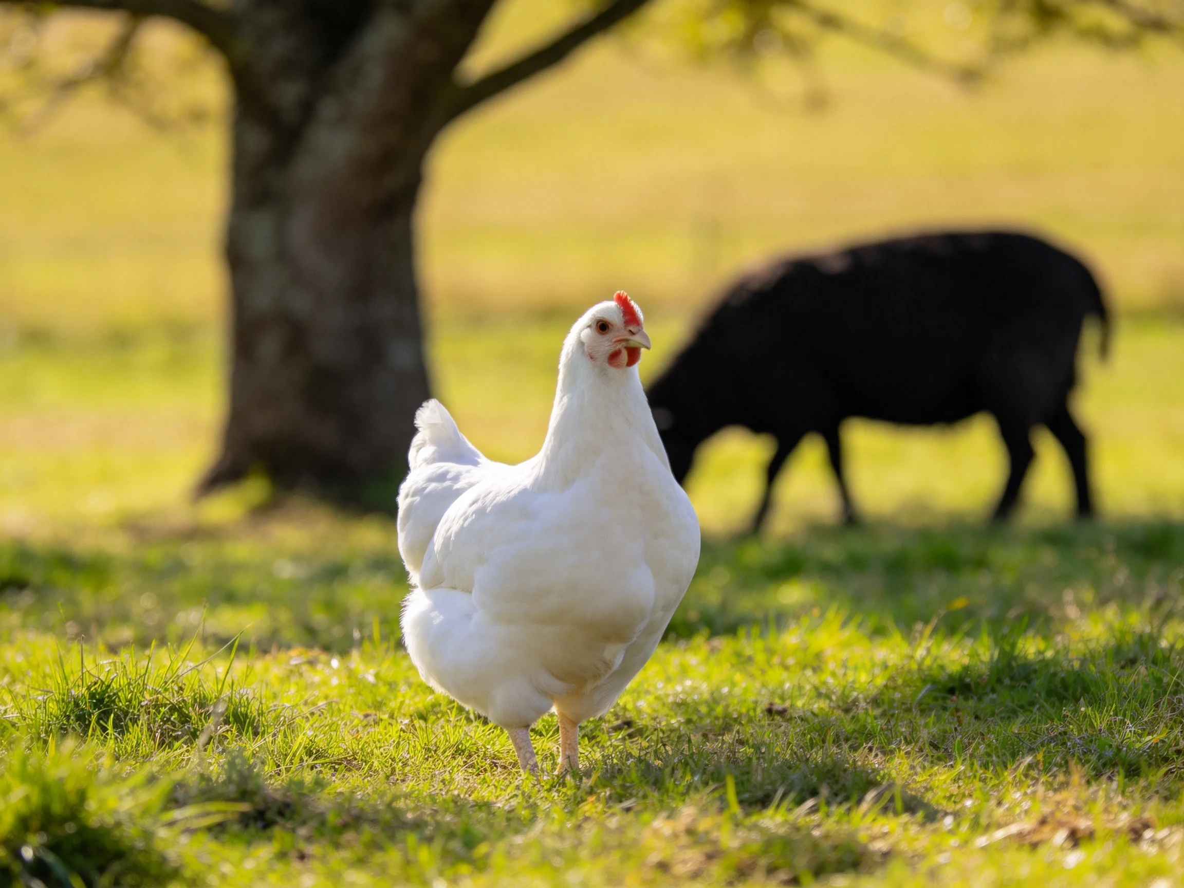 A white hen stands near a black bovine under a large tree
