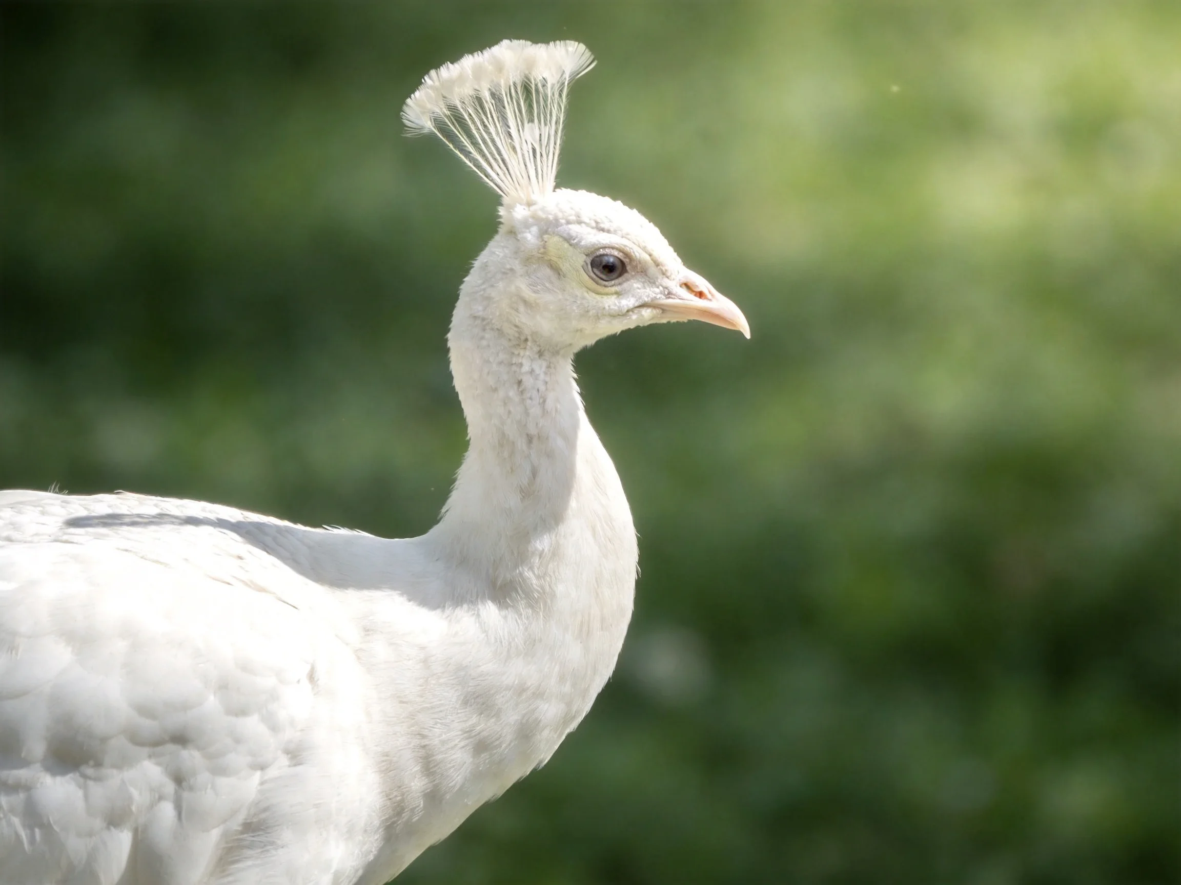 A white peacock with a feathered crest against blurred green foliage