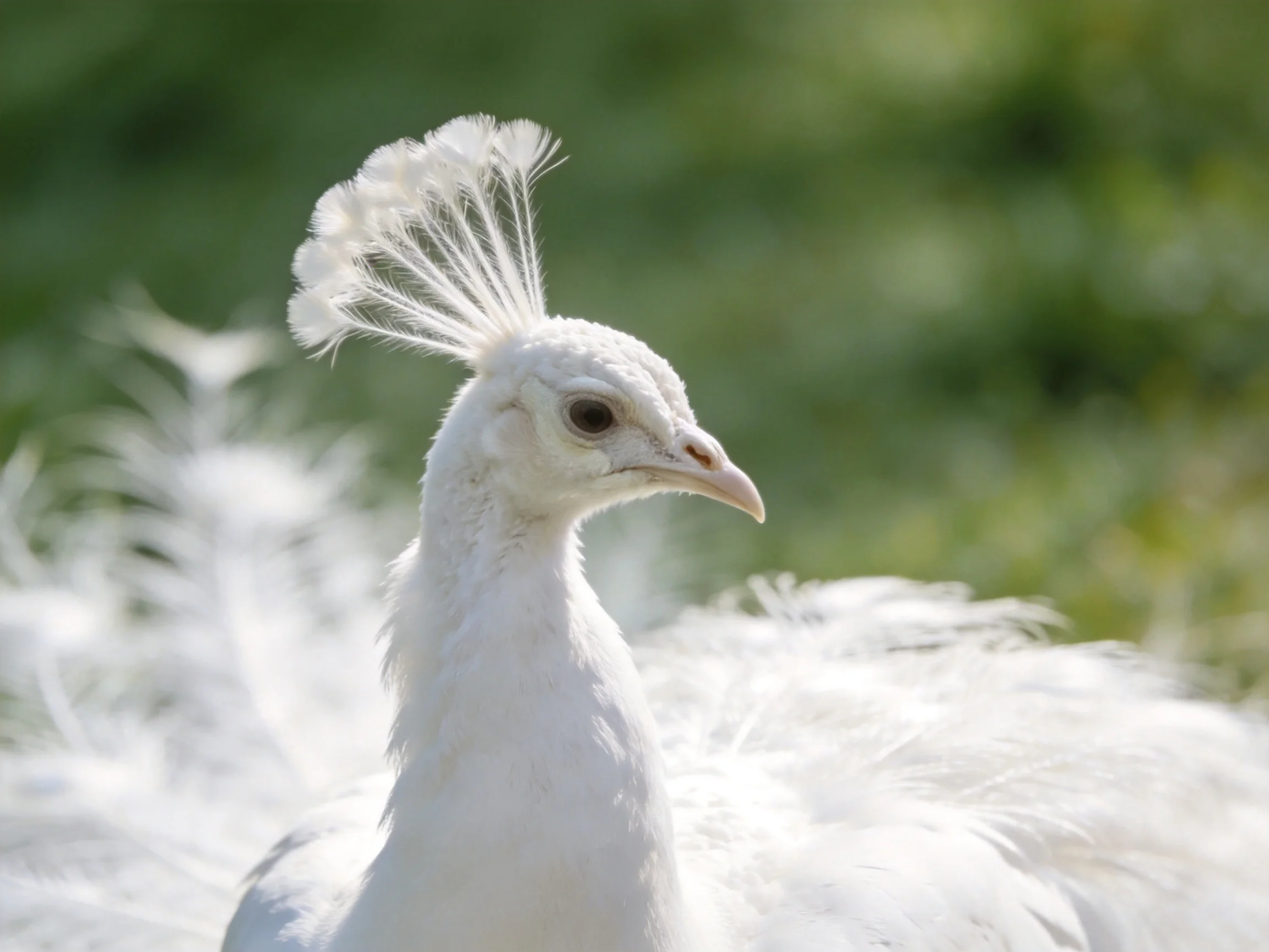 A white peacock with a raised crest amidst soft green foliage