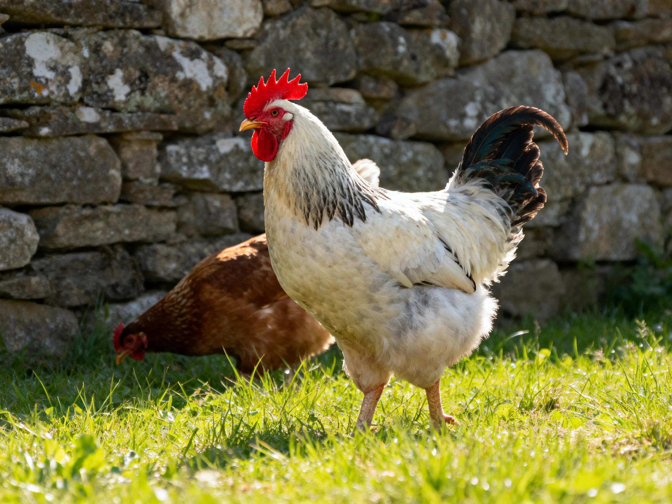 A white rooster with black tail feathers stands beside a brown hen near an old stone wall